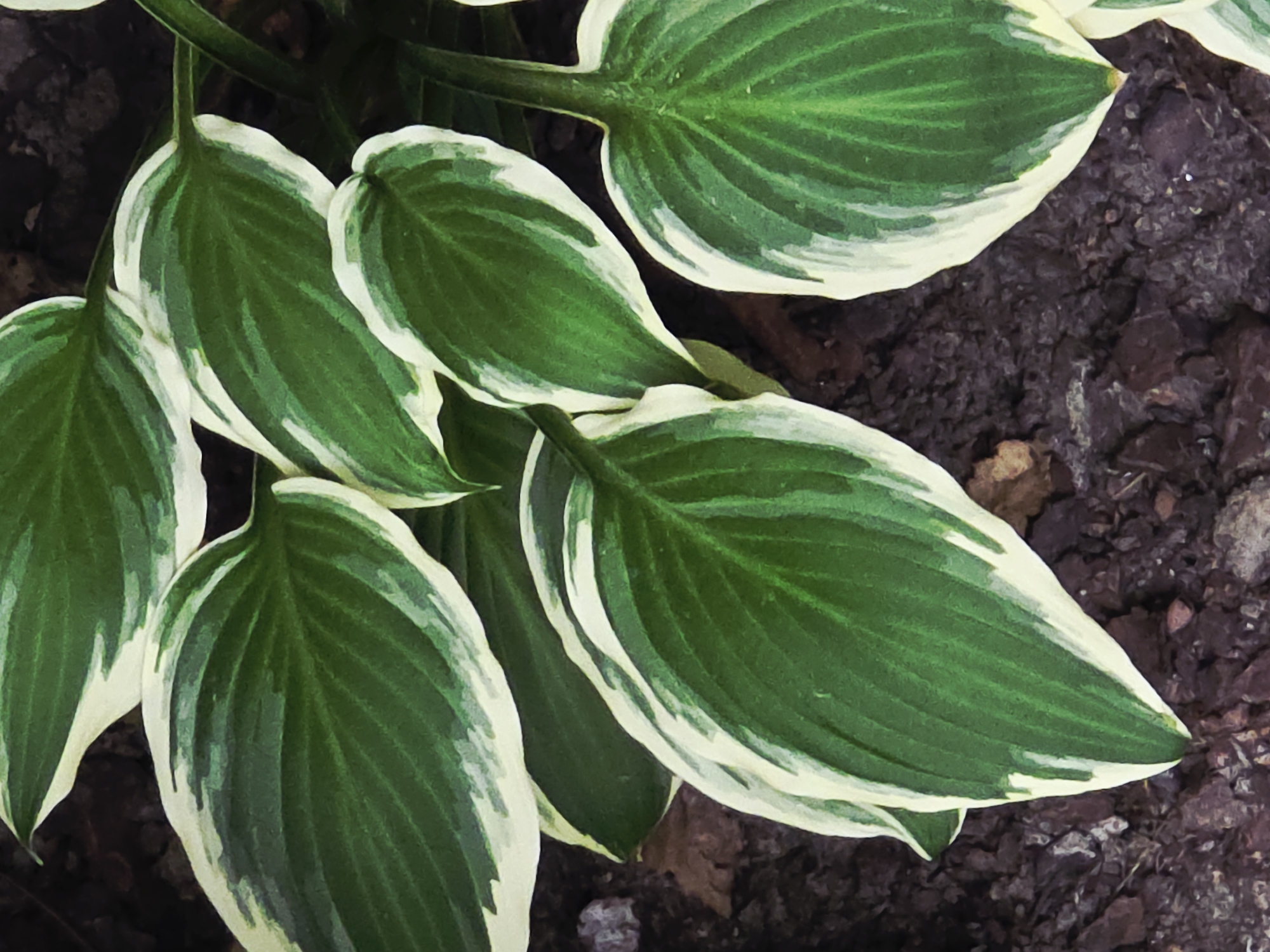 A high-angle, close-up shot reveals several variegated green and white hosta leaves, likely growing in a garden. The leaves are arranged in a somewhat overlapping manner, with their distinct veins clearly visible. A patch of dark brown mulch is visible in the background, suggesting a well-maintained garden setting.