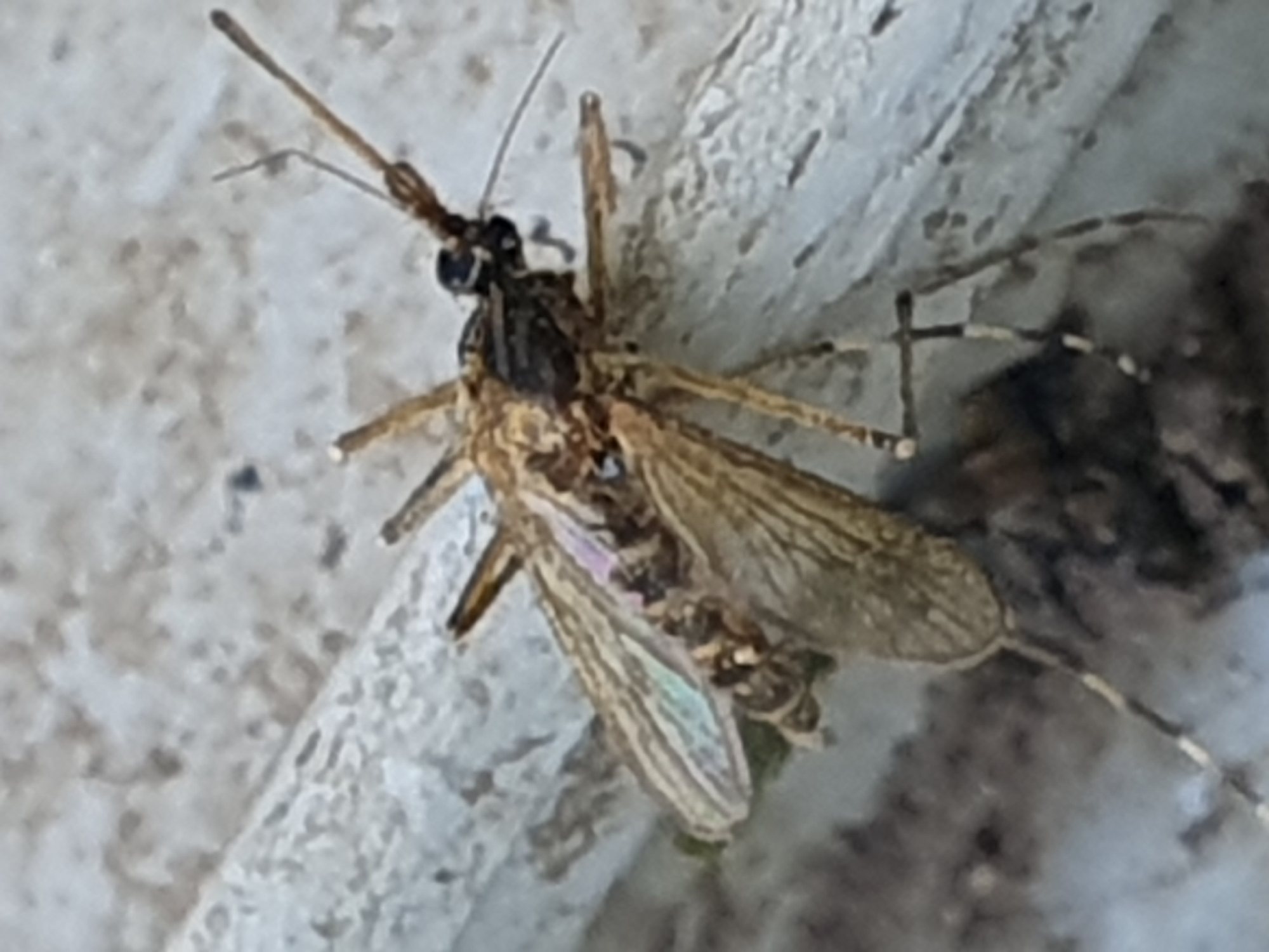 A close-up, overhead shot shows a mosquito resting on a textured, light-colored surface. The mosquito is brown and tan with black markings. Its wings are iridescent and appear delicate. The insect's legs are thin and segmented, with black and white banding visible on some. The mosquito's proboscis is extended forward. The background is out of focus but appears to be a granular, weathered surface, possibly a wall or concrete structure. The lighting is bright, casting minimal shadows. The scene is set outdoors in an urban or semi-urban environment, specifically in Novoivanivka, Ukraine.