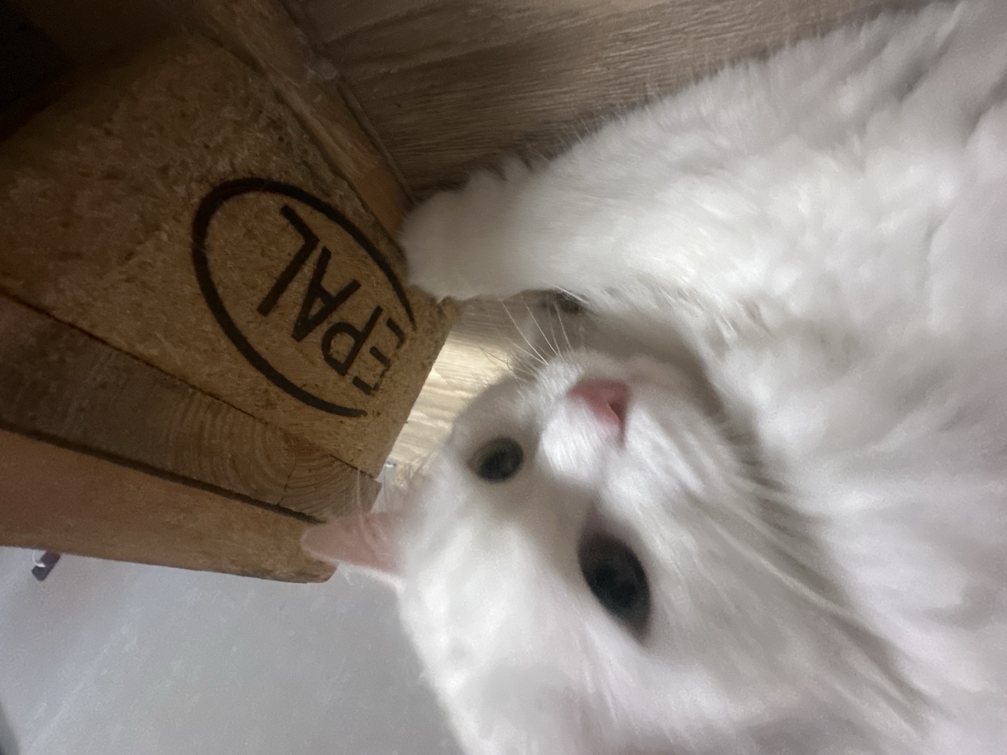 A white, fluffy cat with dark eyes and a pink nose is partially visible on the left side of the image, leaning in towards a wooden object on the right. The cat's fur is long and appears to be soft. The wooden object has "EPAL" written on it in black, within an oval shape. The background is a light gray wall. The scene appears to be indoors, possibly a home. There is no indication of the city of Omsk, Russia in the image.