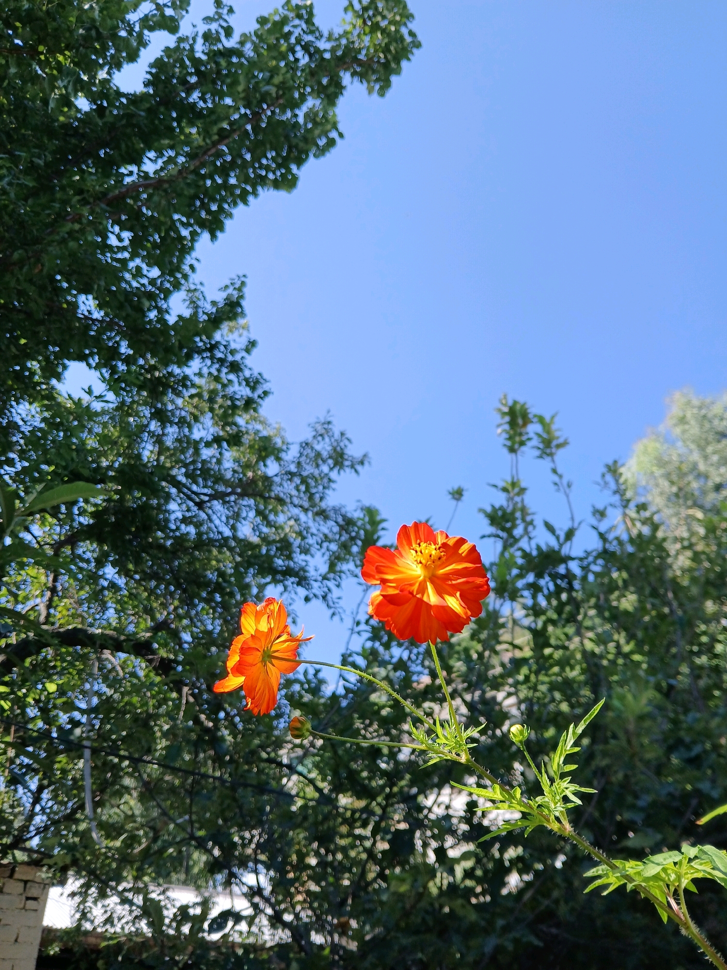 Two bright orange cosmos flowers are in bloom, with one larger and in sharp focus in the foreground, its petals appearing translucent as light shines through them. Behind it, a smaller, slightly out-of-focus cosmos flower is visible. The flowers are set against a backdrop of lush green foliage and a clear blue sky. The overall impression is of a sunny day in a garden setting, possibly in Abbottabad, Pakistan, given the typical flora and climate of the region. There are no people or any discernible actions taking place.