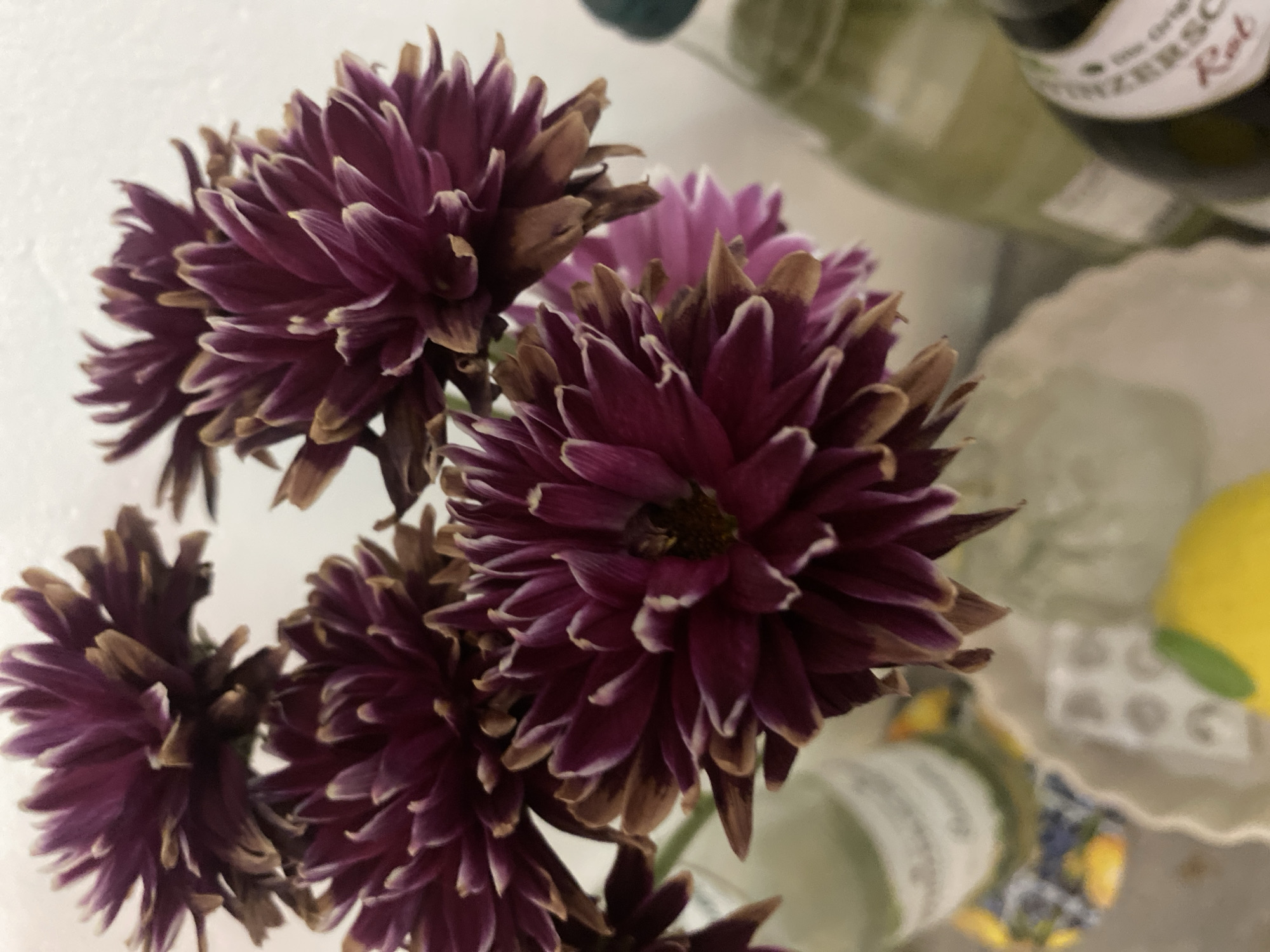A close-up, top-down shot showcases a bouquet of deep purple chrysanthemums with dried, brown tips. The flowers are arranged in a clear glass vase, partially visible at the bottom. Behind the flowers, two bottles are present. The bottle on the left is light green and out of focus, while the bottle on the right is darker green and also out of focus, with a label that is partially visible. The background is a plain, off-white wall. The overall lighting is soft, with some shadows cast on the wall. The image appears to have been taken indoors, likely in a residential setting. The location is Lütjenwestedt, Germany.