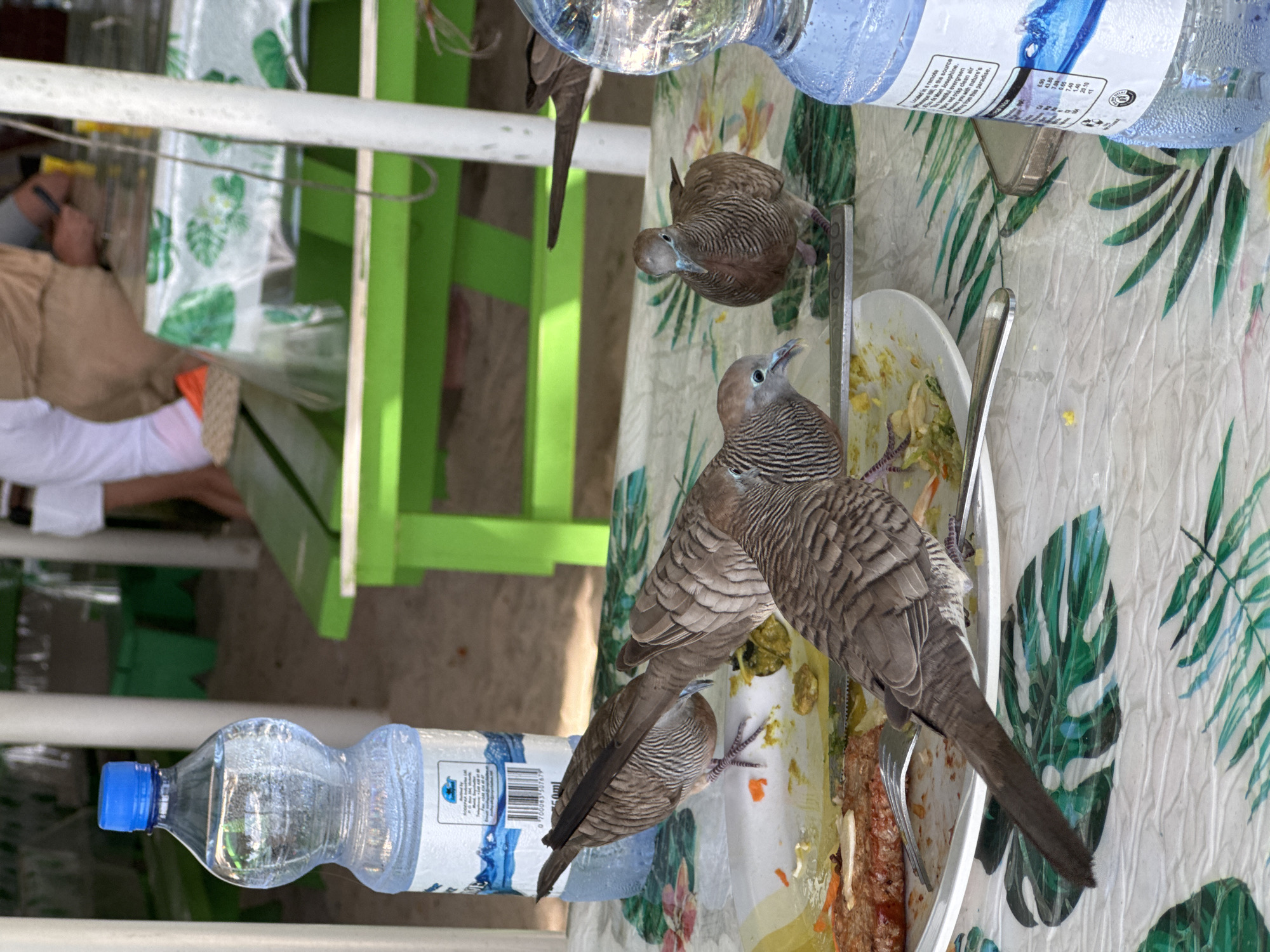 The image shows a table setting with food and birds in the city of Victoria, Seychelles. A large bottle of water is placed on the right side of the table. In the foreground, there are several birds pecking at food on a plate. One bird is in focus, showing its striped feathers and blue beak. Another bird is partially visible on the left, facing away from the camera. A third bird is in the background, also pecking at the food. The table is covered with a white tablecloth with a green leaf pattern. In the background, there are green benches and tables, suggesting an outdoor seating area, possibly at a restaurant or park. The overall scene depicts birds interacting with human food in an outdoor dining environment.