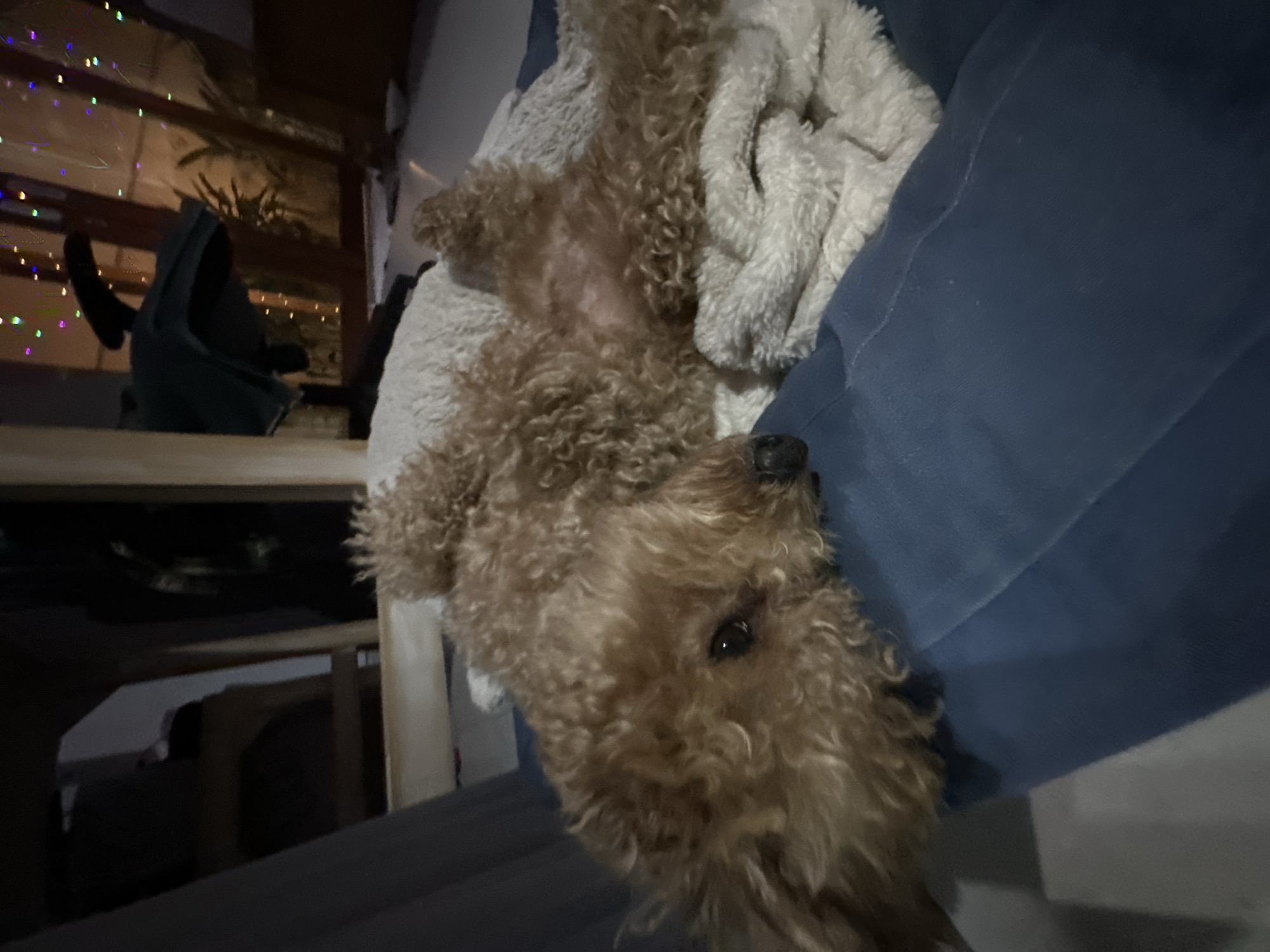 A small, light brown poodle lies on its back on a dark blue surface, possibly a sofa or chair. Its eyes are open, and it appears relaxed. A fluffy white blanket is beneath its hindquarters. The background is dimly lit and shows a glimpse of furniture, a chair, and lights strung across a window. The overall scene suggests an indoor domestic setting. The provided coordinates place this scene in North Kuta, Indonesia.