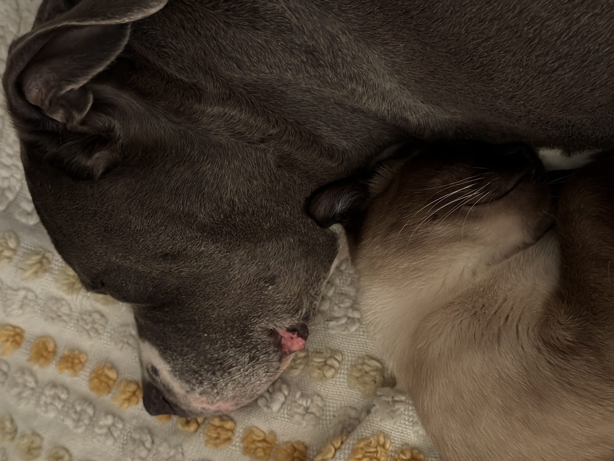 A close-up image shows a grey dog and a Siamese cat sleeping intertwined on a patterned blanket. The dog's head is positioned above the cat's, with the dog's snout near the cat's head. The dog's ear is visible on the left side of the frame. The cat's whiskers are visible on the right side. The blanket has a pattern of white and yellow shapes.
There is no evidence in the image to suggest a location in Esch-sur-Alzette, Luxembourg.