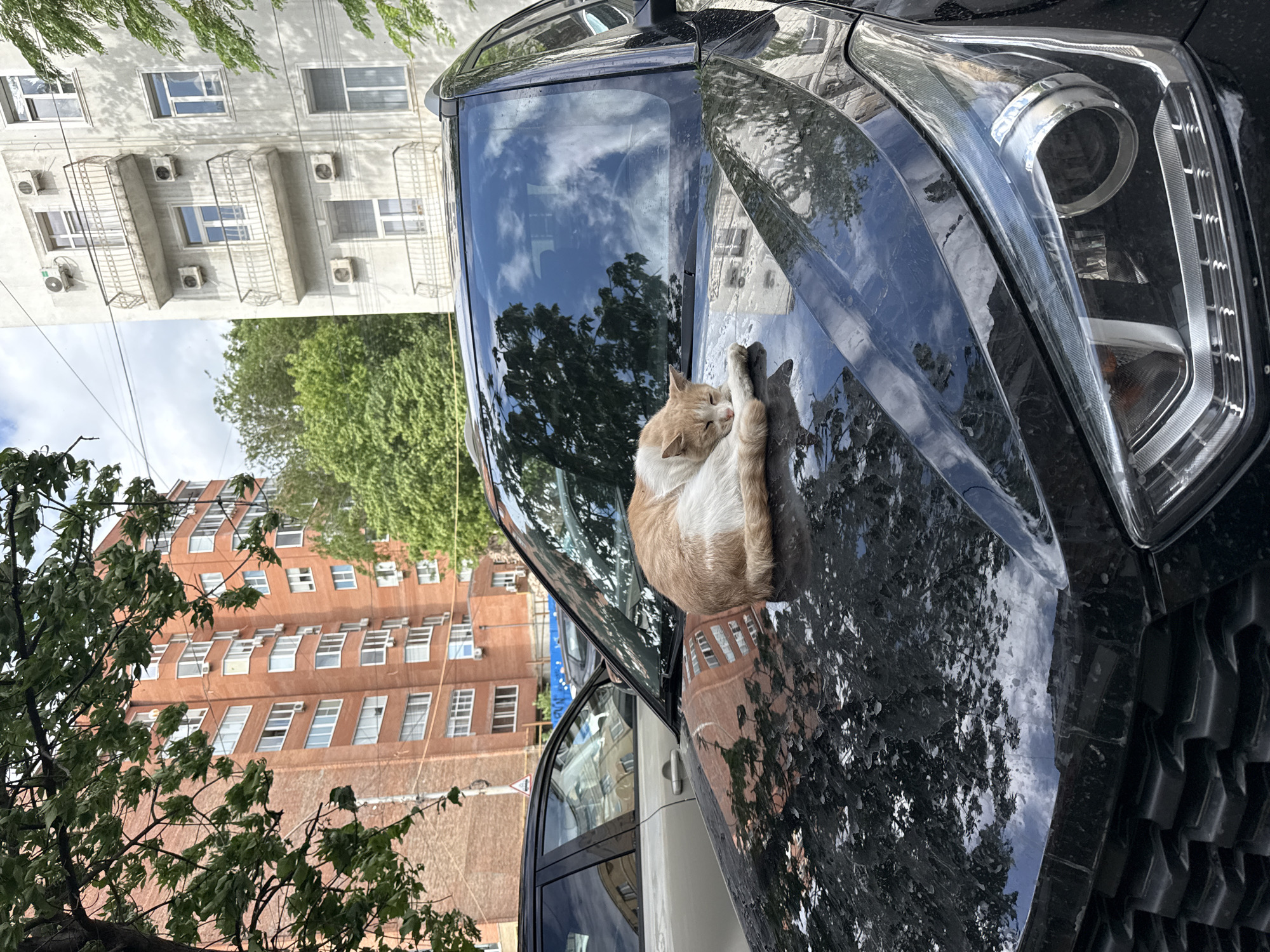 A cat is sleeping on the hood of a black car. The background shows buildings, trees, and other vehicles. The location is Rostov-on-Don, Russia.