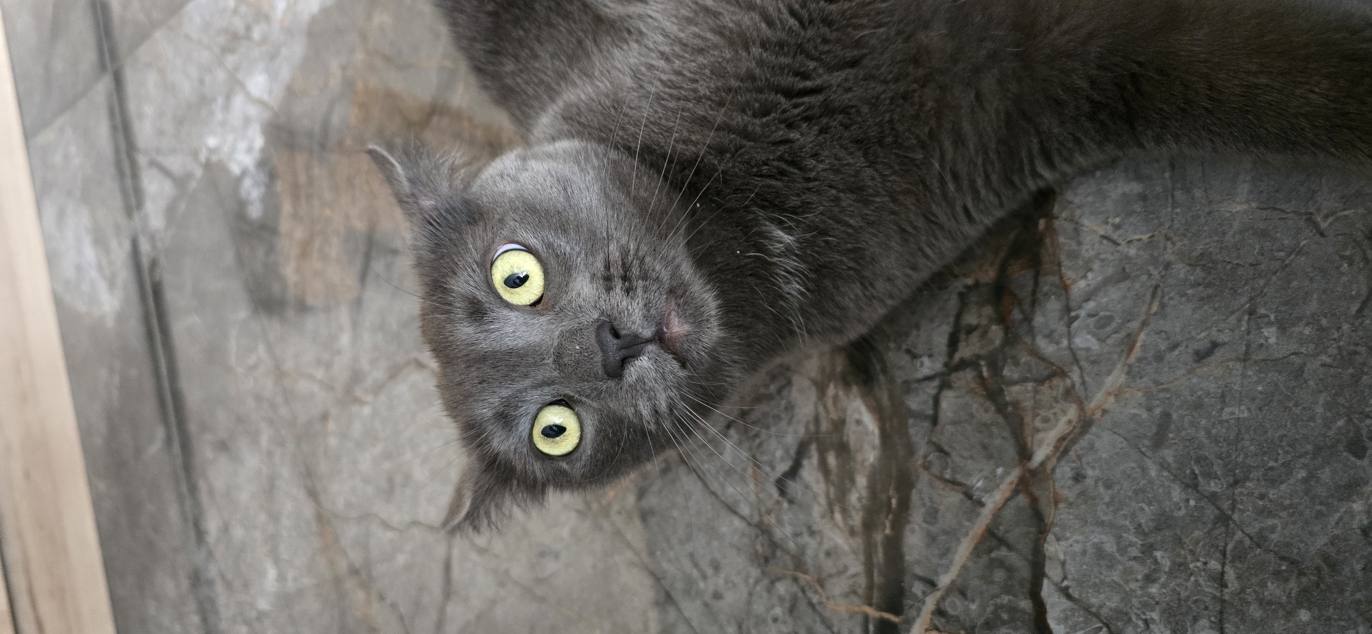 A close-up, high-angle shot shows a gray cat with wide, yellow eyes staring directly at the camera, with its ears slightly flattened. The cat is lying on a textured gray surface that appears to be stone or tile.