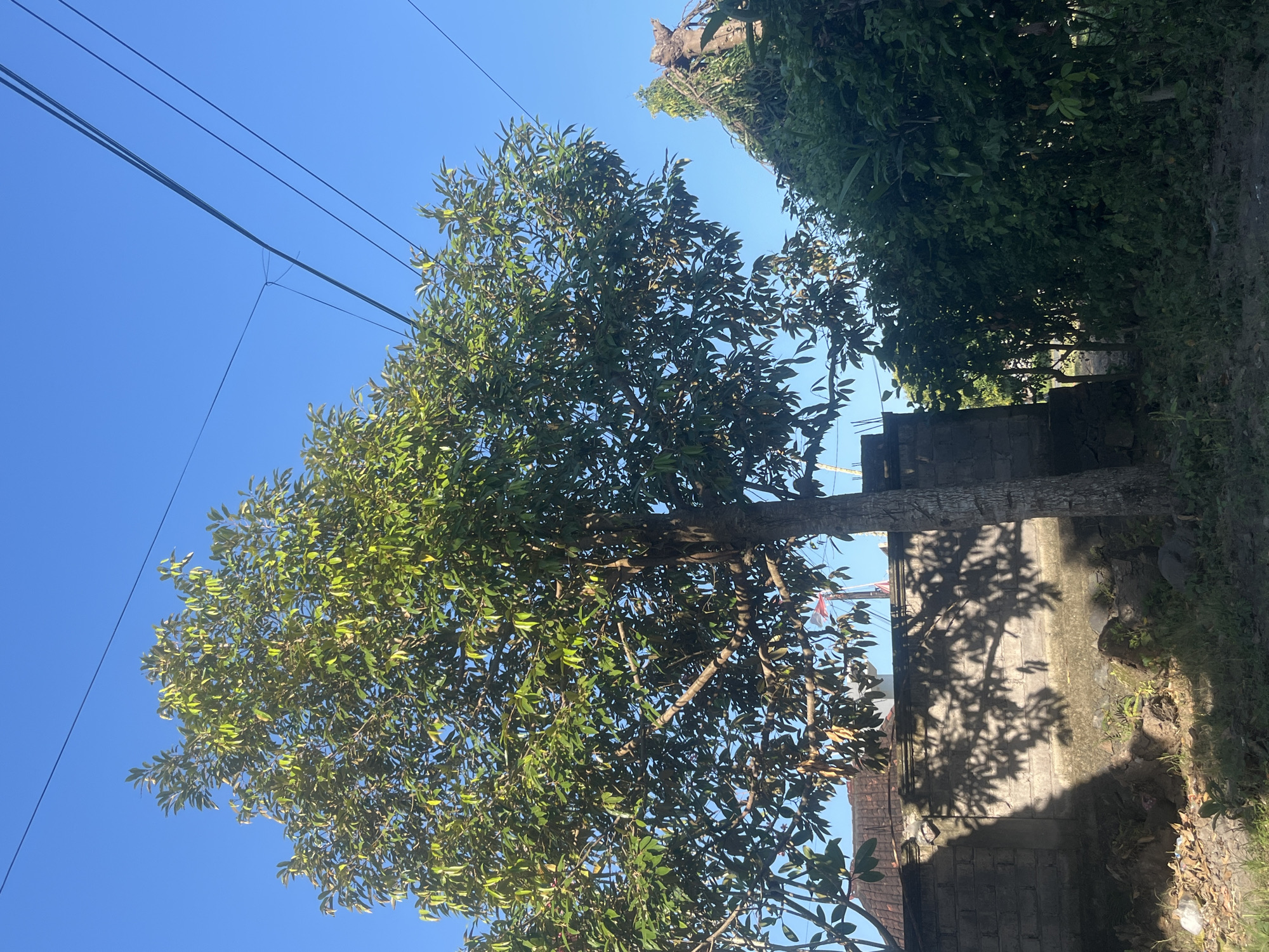 The image shows a tree with lush green leaves set against a clear blue sky. Several dark power lines crisscross the sky above the tree. To the right of the tree, a stone wall is visible, casting intricate shadows from the tree's branches and leaves onto its surface. The ground next to the wall appears to be unpaved and covered with some dried leaves and vegetation. The overall scene suggests an outdoor setting, possibly in a residential or natural area. The bright sunlight and clear sky indicate it is daytime, likely mid-morning or afternoon, with fair weather. The location context provided is Mendoyo, Indonesia, which could imply a tropical or subtropical environment given the foliage. There is no discernible text in the image, and no people or animals are visible. The focus is on the interplay of light, shadow, and natural elements.