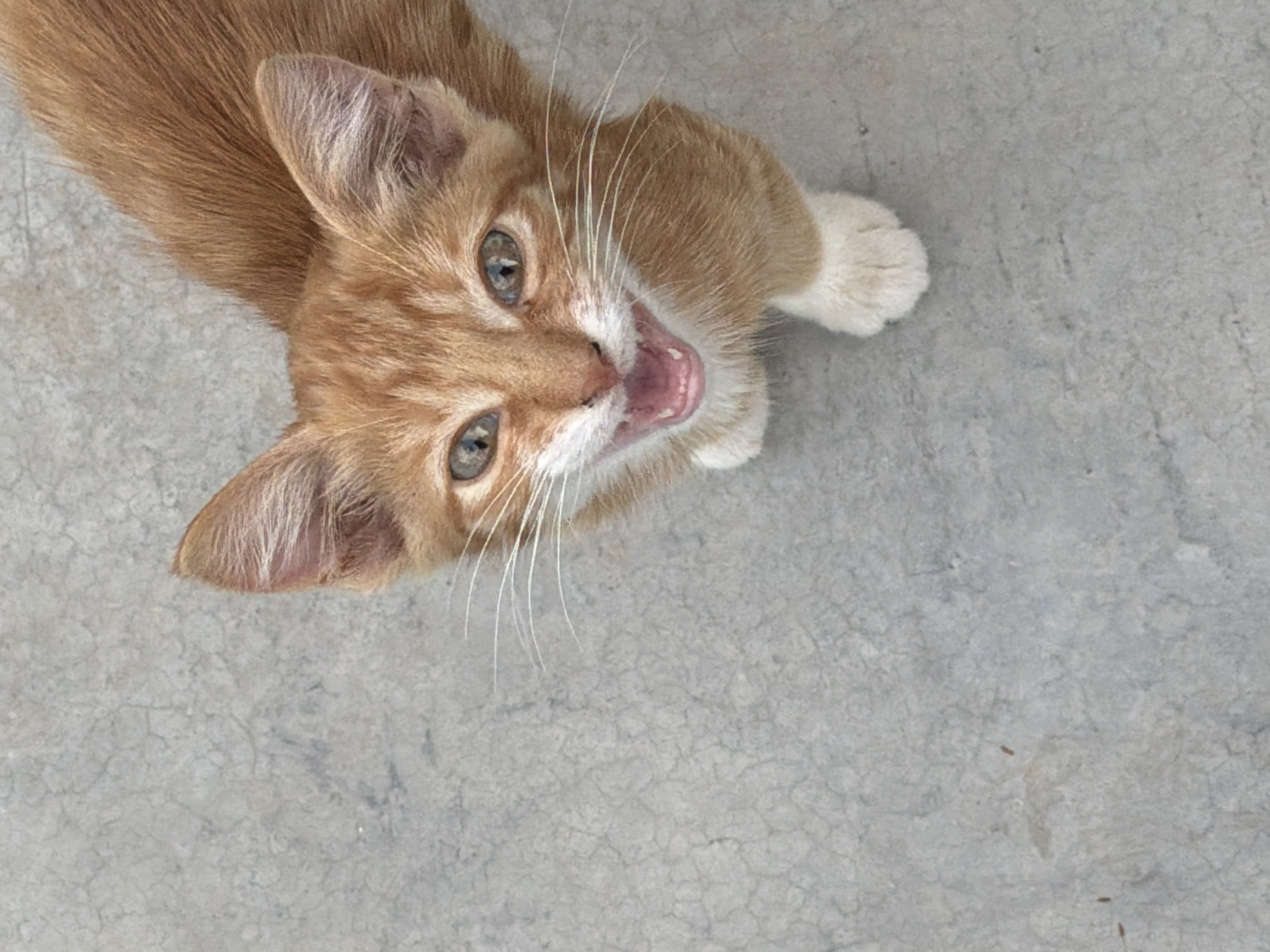 An overhead, close-up shot captures an orange tabby kitten looking directly up at the camera with its mouth open, appearing to meow or vocalize. The kitten's fur is a warm orange with white paws and chest. Its eyes are wide and green, and its whiskers are long and white. The kitten is positioned on a textured, grey concrete surface. The background is out of focus, providing no discernible environmental details. The image does not contain any information about the city of Sabirabad, Azerbaijan.