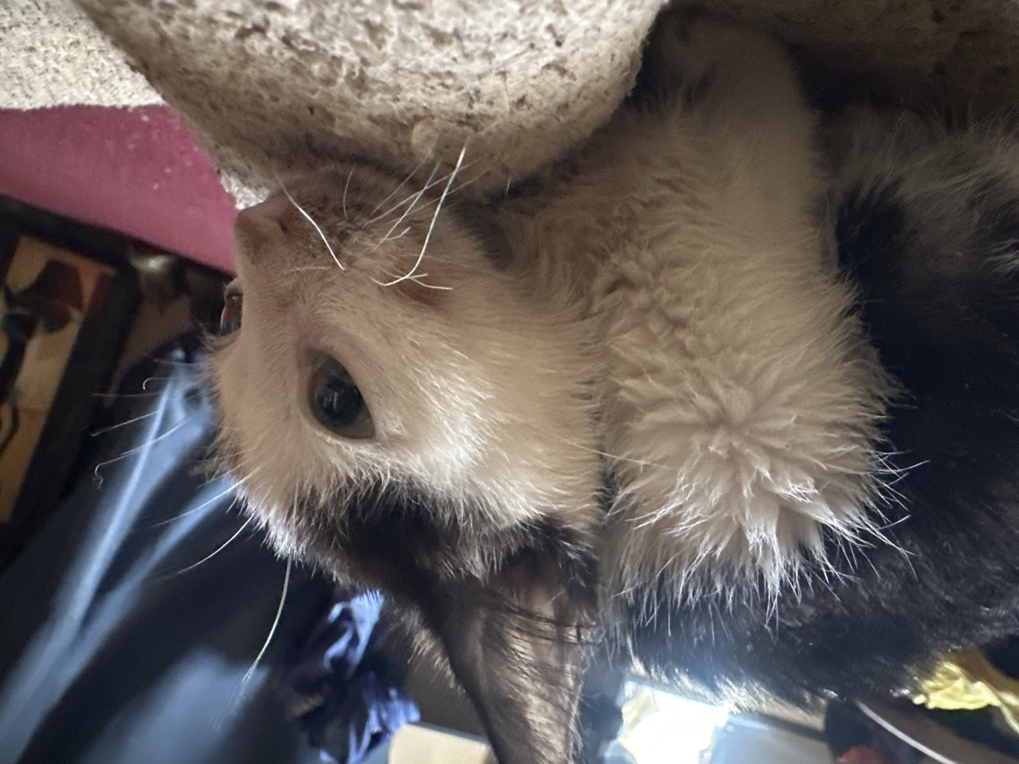 A close-up, low-angle shot shows a black and white kitten with damp fur resting on a beige, textured surface. The kitten's fur appears matted, especially around its neck and chest. Its eyes are open, and it is looking to the right of the frame. The background is blurred and dark, with hints of blue and yellow fabric visible, along with a hint of a painting or artwork on the far right. There is a pink surface in the lower right quadrant of the image. The scene does not provide any identifiable landmarks or context that would allow for the specific location in Jos, Nigeria, to be determined.