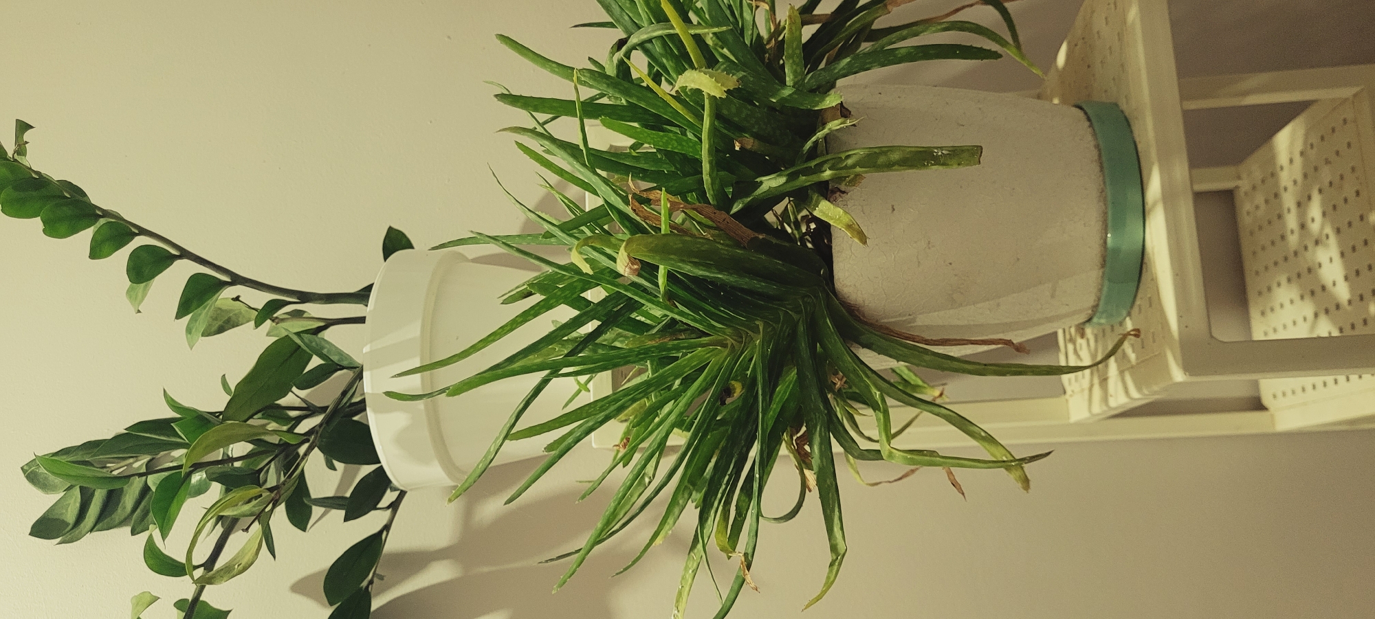 A close-up, vertical, indoor, medium shot shows two potted plants on a white shelf against a beige wall. In the foreground, a pale gray, textured pot contains an aloe vera plant with long, thin, spiky green leaves. The leaves are mostly upright, with some drooping toward the bottom of the pot. The pot sits on a light blue saucer. Behind the aloe vera, a white pot holds a ZZ plant with dark green, glossy leaves that are arranged in pairs along upright stems. The ZZ plant is taller than the aloe vera. The shelf is made of white plastic with a perforated surface, and shadows are cast on the shelf below. The lighting is dim, and the background wall is out of focus.