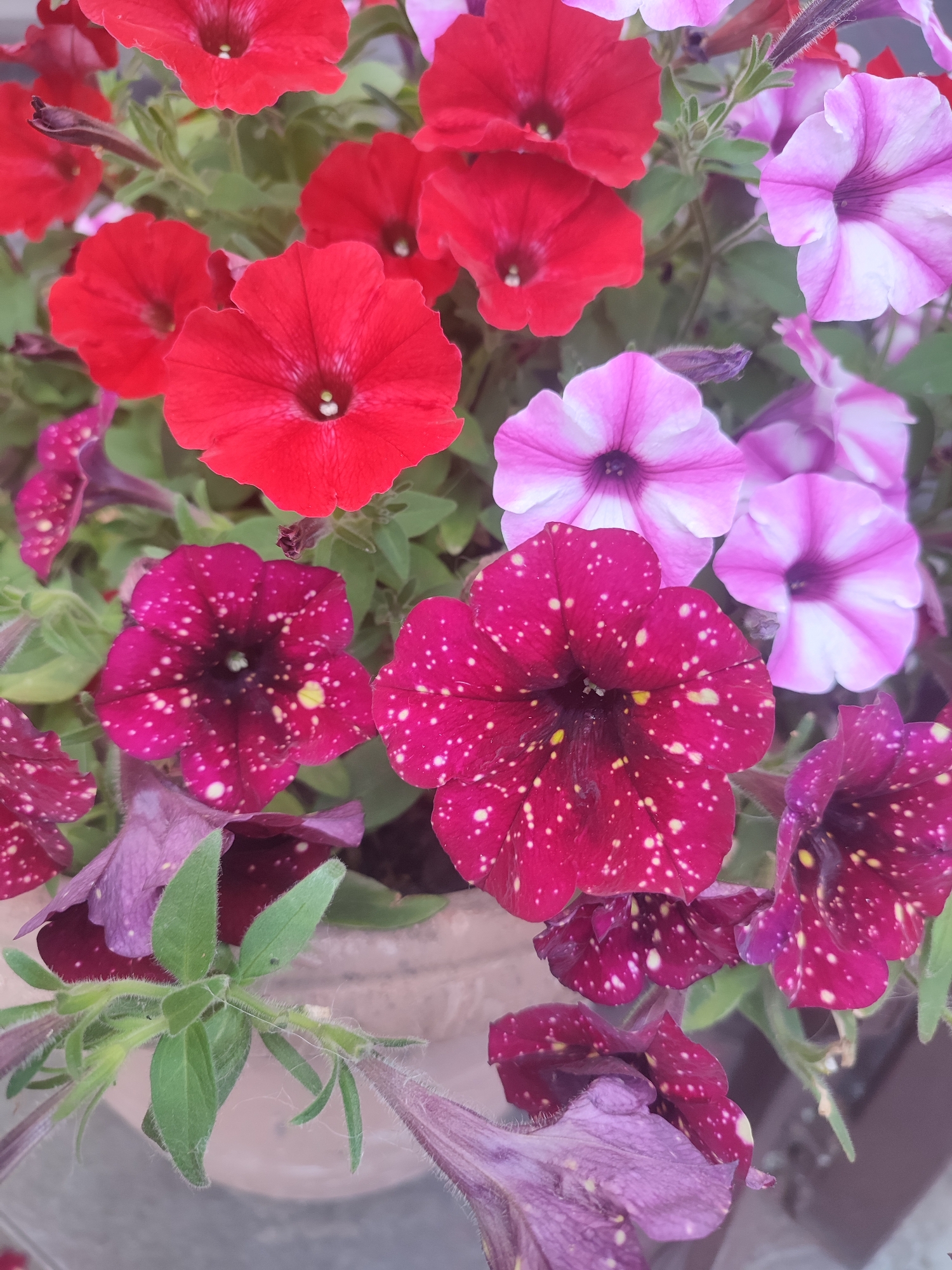 This media file shows a close-up, overhead view of a pot of petunias in Kriukivshchyna, Ukraine. The flowers are in various shades of red, pink, and deep purple, with some of the dark purple blooms featuring white speckles. The scene is brightly lit, suggesting daylight, and the flowers appear to be healthy and in bloom, indicating a likely warm weather season. The pot itself is visible as a light-colored ceramic container in the lower portion of the frame. The focus is solely on the flowers and foliage, with no people or text present. The composition emphasizes the vibrant colors and textures of the petunias, creating a visually appealing natural display.