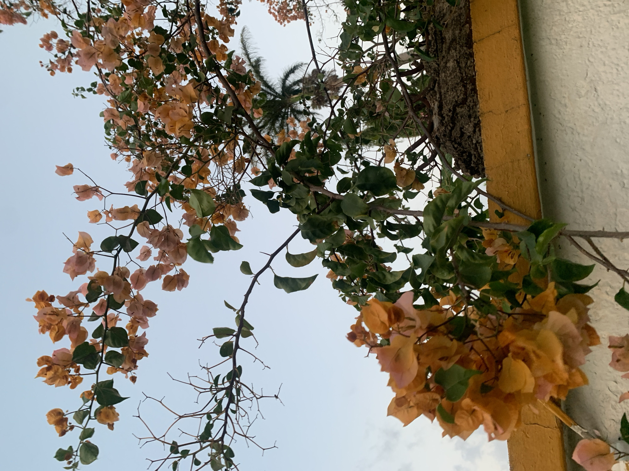 The image is a low-angle shot of bougainvillea growing up a wall. The wall is painted white with a yellow stripe running vertically along the edge. Some of the bougainvillea has orange bracts and green leaves. Some other bougainvillea has dried up and is brown and brittle. In the background, there is a palm tree. The sky is pale blue. The location of the image is unknown; there is no information provided to suggest it is in Kabong, Nigeria.