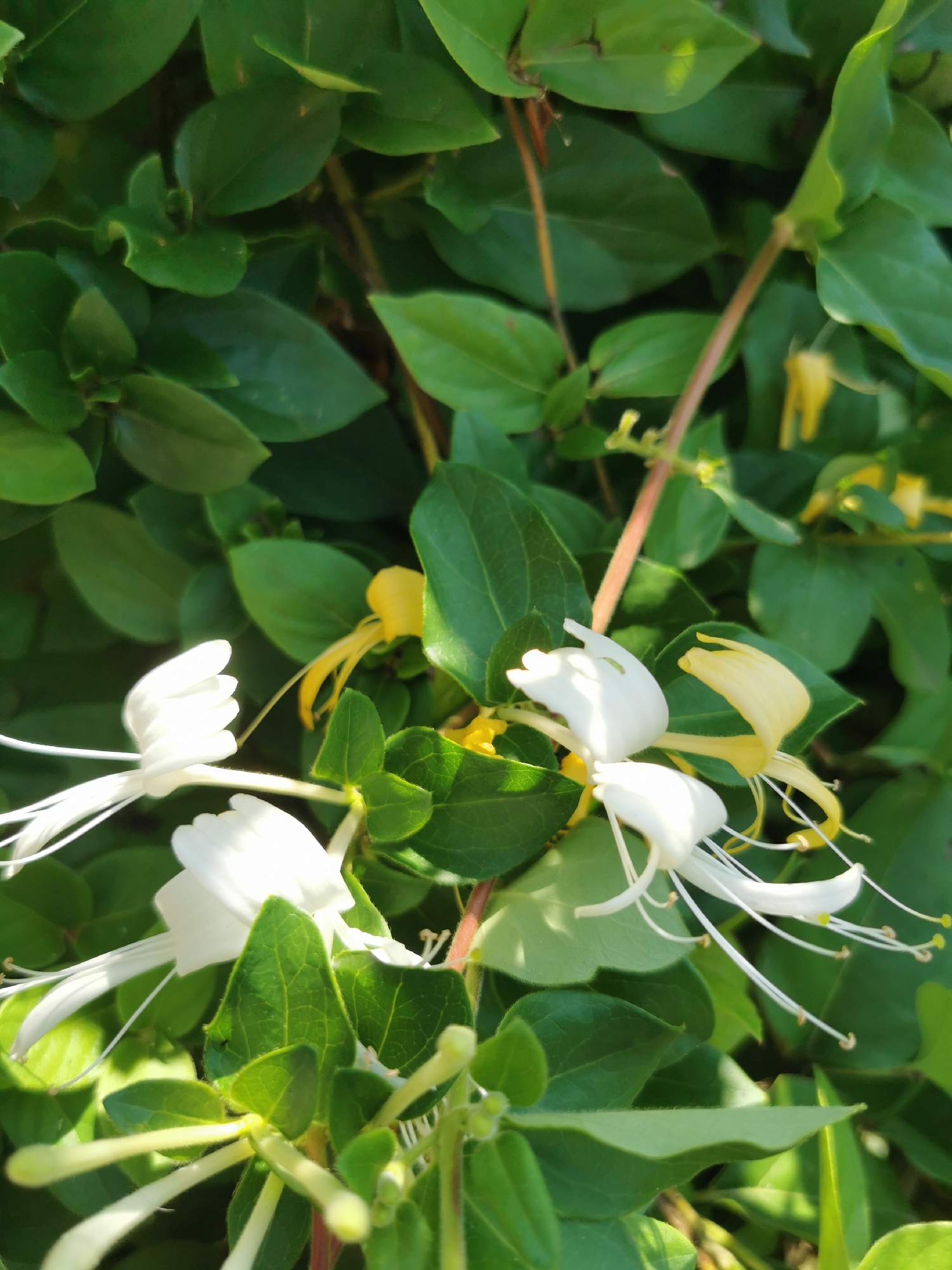 This is a close-up, eye-level, outdoor photograph of honeysuckle flowers and foliage. The primary subjects are several white, trumpet-shaped honeysuckle flowers with long, thin white stamens. Some yellow flowers are also visible in the background. The flowers are surrounded by lush, green leaves. The lighting suggests it is daytime, with sunlight illuminating parts of the foliage and flowers. There are no people or animals present in the image. The scene depicts a natural setting, likely a garden or a wild area, consistent with the flora of Pociumbeni, Moldova.