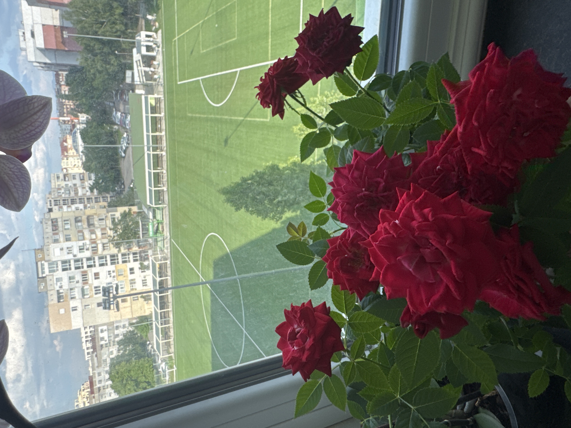 The image presents a view from an elevated interior vantage point, likely a window, overlooking an urban landscape and sports complex in Sofia, Bulgaria. In the immediate foreground, a potted plant displaying numerous vivid red roses with dark green foliage is situated on a windowsill. Portions of an orchid plant's purple leaves are visible at the top edge of the frame.
Beyond the window, a large, artificial turf football (soccer) pitch, marked with white lines, a center circle, and penalty boxes, occupies the midground. Several tall floodlight poles stand around the field. Adjacent to the pitch are green-roofed covered structures housing benches, likely spectator or team shelters, and various smaller sections of other green fields or training areas. Parking lots with multiple parked vehicles are also visible around the sports complex.
The background reveals a dense residential area comprising numerous multi-story apartment buildings, characterized by varied architectural styles and facades predominantly in white, beige, grey, and light red. Abundant green trees are scattered throughout the urban environment and around the sports facilities. In the distant background, a prominent tall, slender structure with distinctive red and white stripes, identifiable as the chimney of the Sofia Thermal Power Plant (TPP Sofia), is visible, confirming the location as Sofia. The sky is partly cloudy with visible blue patches, indicating a sunny day. The scene depicts a typical urban environment centered around the Rakovski Sports Complex in Sofia, Bulgaria.