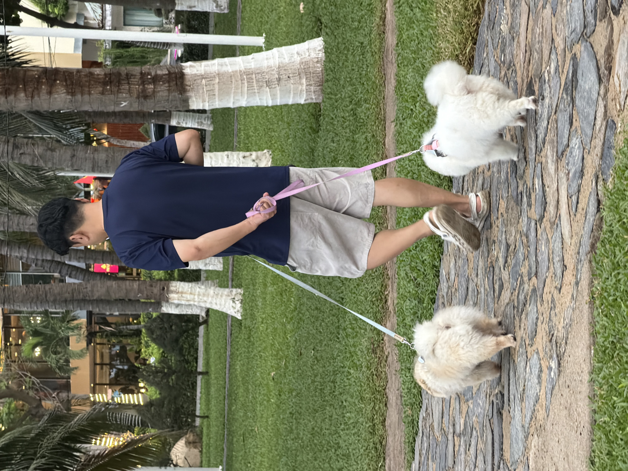 A person walks two small dogs on leashes along a stone pathway in Nha Trang, Vietnam. The person, viewed from behind, wears a navy blue t-shirt and light-colored shorts, and white sandals. One leash is light blue, and the other is pink. The dogs are a cream-colored fluffy dog on the left and a white fluffy dog on the right. The pathway is bordered by a well-maintained grassy area with scattered palm trees, some with whitewashed trunks. In the background, a modern building with illuminated windows and decorative lights is visible, surrounded by lush green foliage. The scene appears to be set in a park or public space within the city.