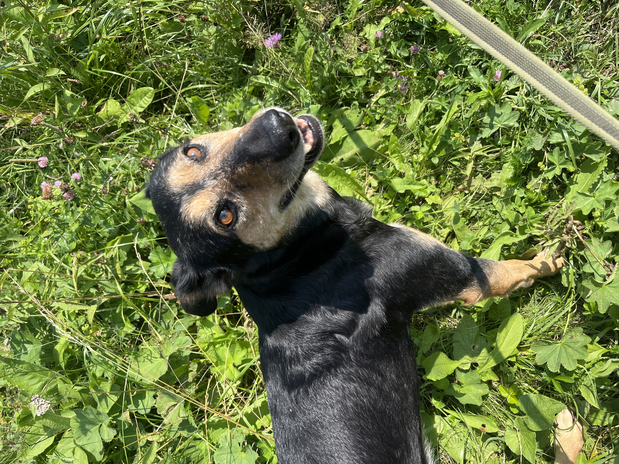 A black and tan dog with bright orange eyes looks up and to the right in a sunlit, grassy area. The dog has a black coat with tan markings on its face, eyebrows, and legs. Its mouth is slightly open, revealing its teeth and tongue. The background is filled with lush green grass and some small wildflowers, suggesting an outdoor setting. The image is cropped to focus on the dog and its immediate surroundings, with a leash visible in the lower right corner. The overall scene is natural and outdoors, likely in a park or field. There is no indication of the specific location within Nizhny Tagil, Russia.