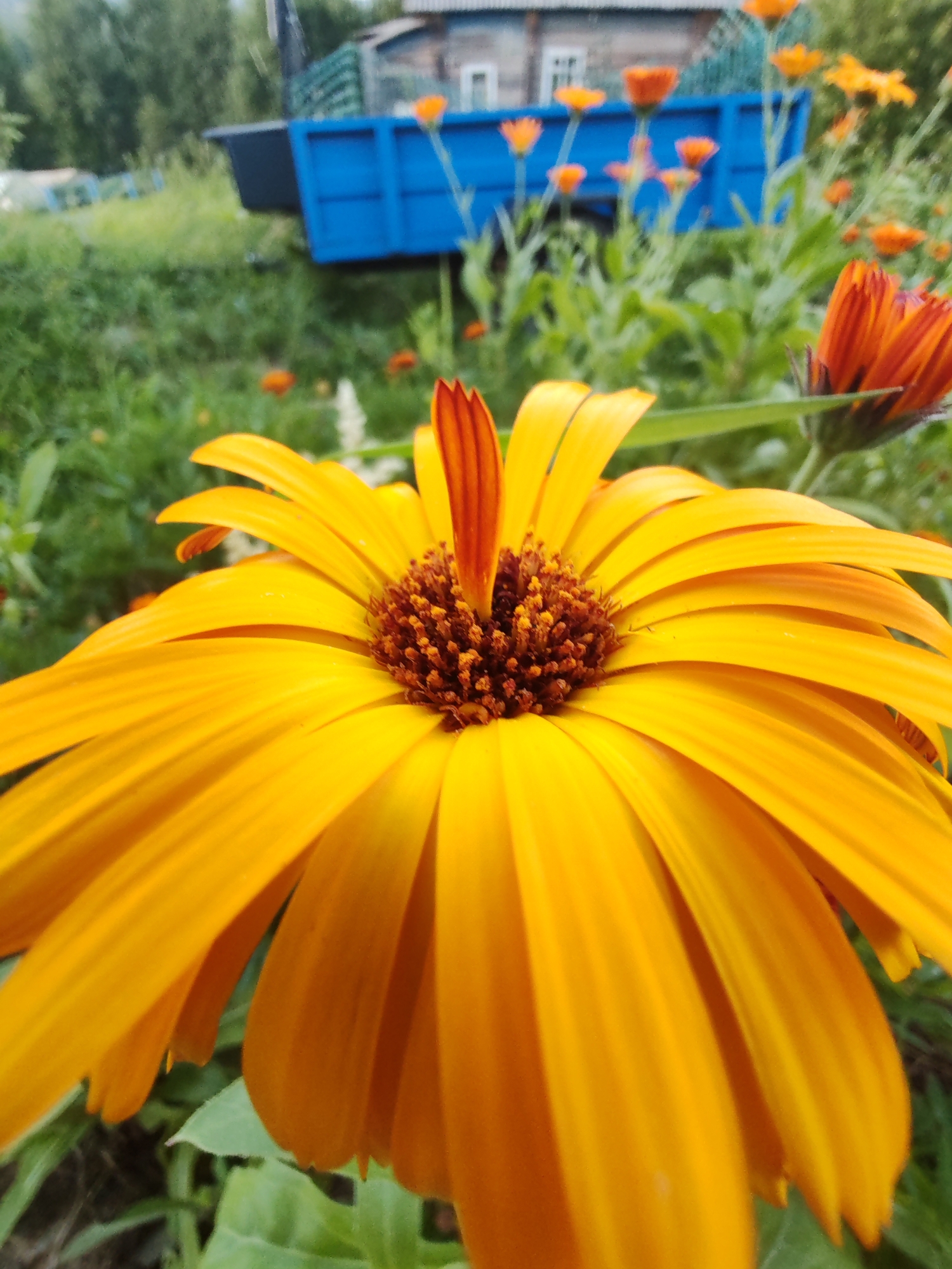 A close-up, eye-level, outdoor shot captures a bright yellow daisy in focus, its petals extending towards the viewer. The daisy's center is a dark brown and textured. In the blurred background, there are other orange flowers, green foliage, and a bright blue wagon or trailer. A wooden building is visible further back. The scene appears to be a garden or yard in Chuchlam, Russia.