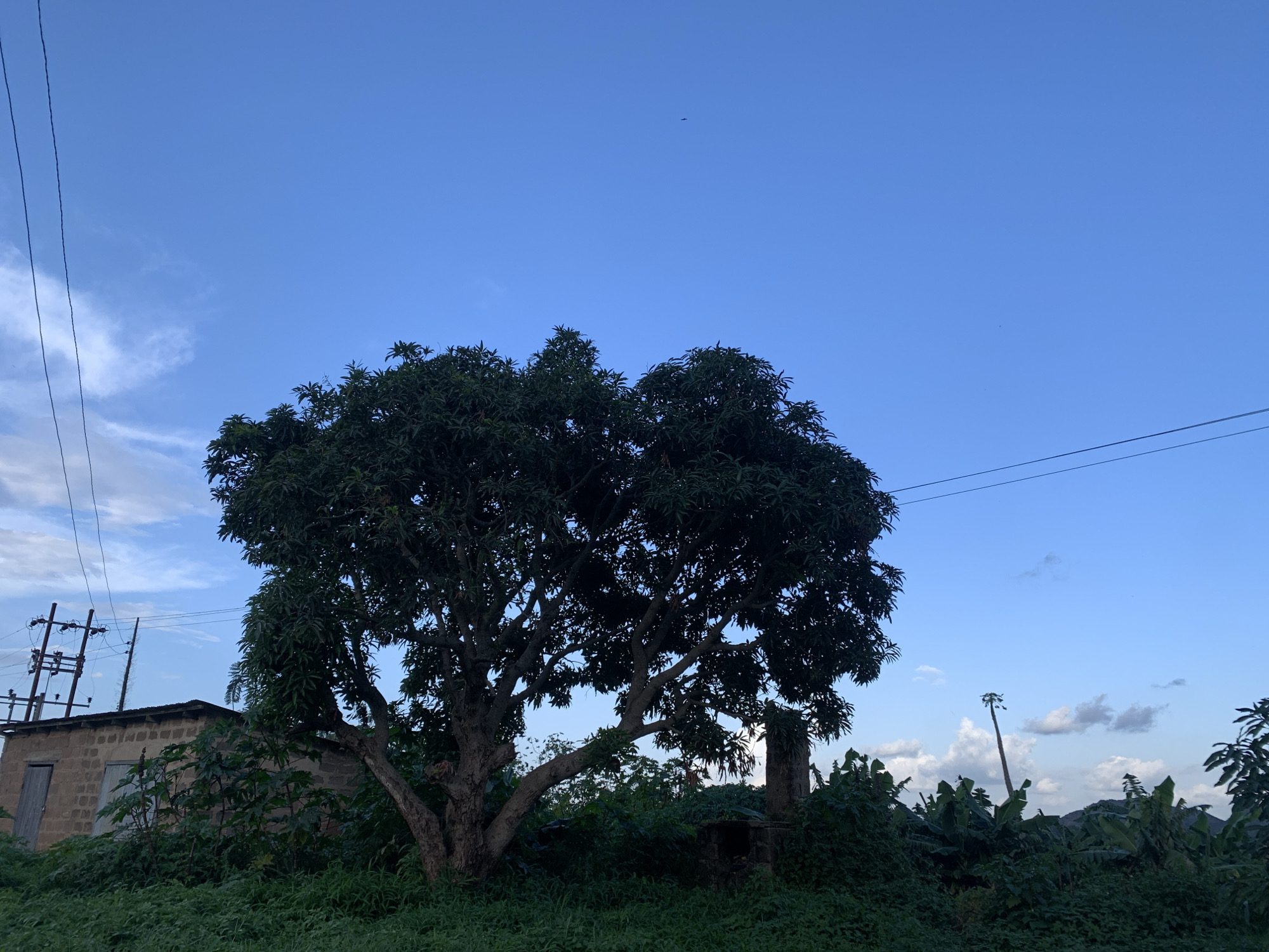 This is a wide shot of a rural scene in Kuru Karama, Nigeria, under a bright blue sky. In the center of the frame, a large, dense tree with dark green leaves stands prominently, its branches reaching out across the foreground. To the left of the tree, a small, stone building with a wooden door and a visible window is partially obscured by lush green foliage. Overhead, power lines stretch across the sky, supported by utility poles visible to the left. The ground is covered in thick green grass and vegetation. In the distance, more greenery and some faint hills can be seen under the vast expanse of the sky.