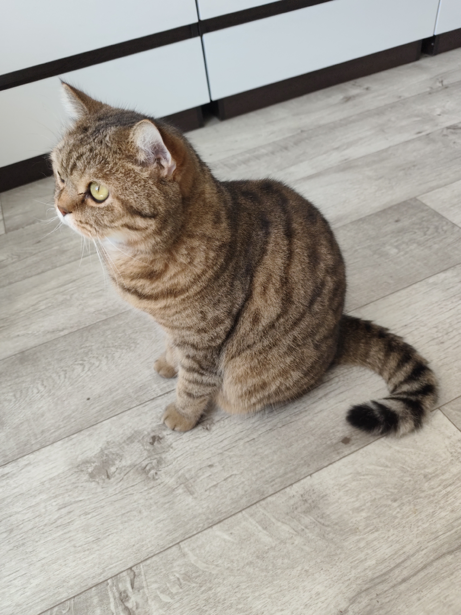 The image shows a tabby cat sitting on a light-colored wooden floor. The cat is facing to the left, with its body turned slightly towards the viewer. It has green eyes and a striped tail. In the background, there are white cabinets with dark trim. The image is likely taken indoors, in a residential setting, possibly in Komsomolsk-on-Amur, Russia, though there are no specific indicators in the image to confirm this location.