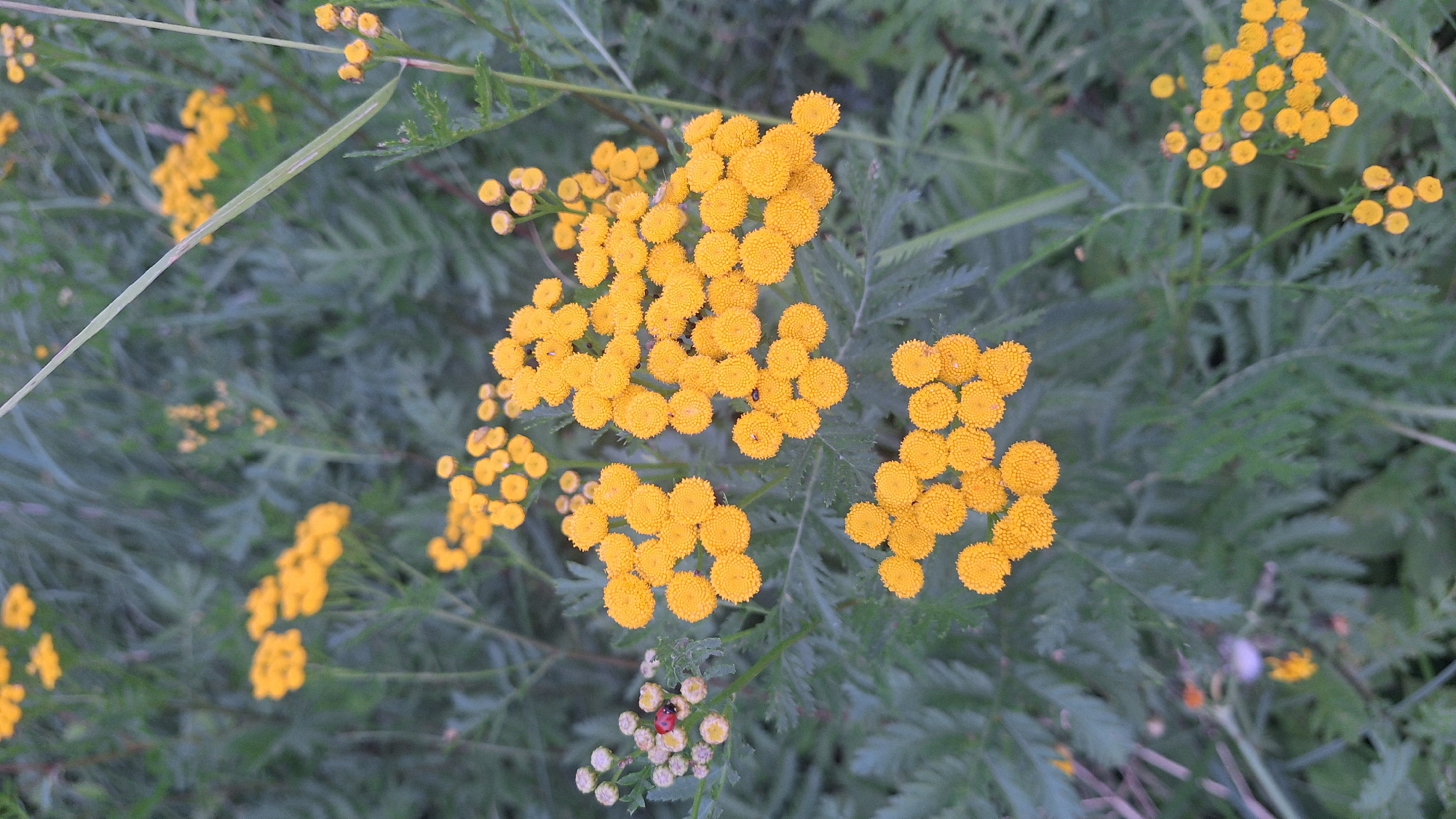 In Aviekste, Latvia, a close-up, eye-level shot captures a cluster of bright yellow tansy flowers in bloom, set against a soft-focus background of green foliage. Several of the flower heads are fully open, revealing their densely packed, button-like florets. One cluster of unopened tansy buds on the left side of the frame is accented by a small ladybug with red wing casings and black spots. Tiny black insects are also visible on some of the open flower heads. The lighting is overcast, creating a muted, natural illumination that highlights the textures and colors of the plants. The overall impression is one of a natural, outdoor environment, likely a meadow or roadside in Aviekste.
