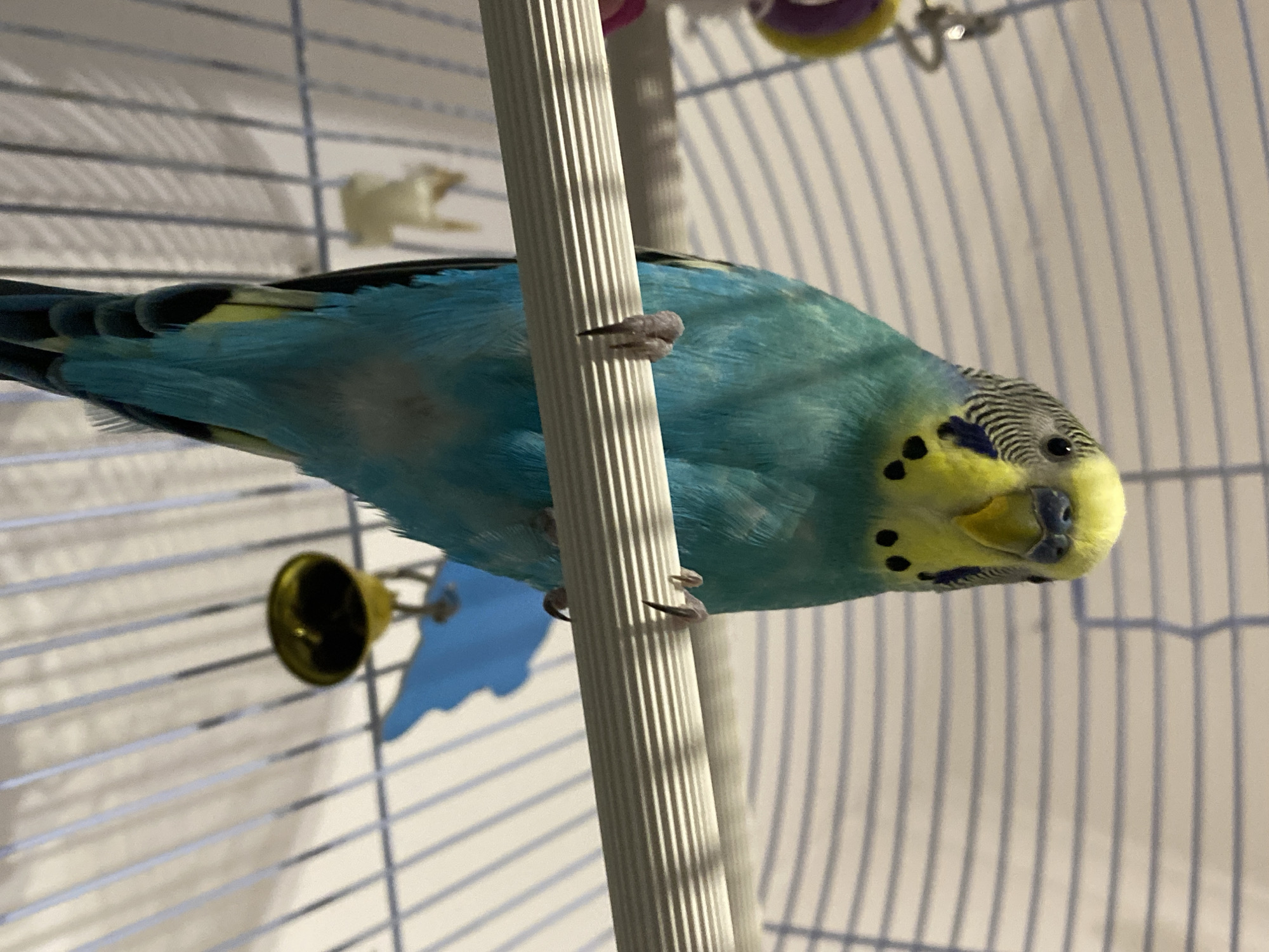 A blue and yellow parakeet is perched on a white, vertically-oriented bar inside a wire cage. The bird's head is on the right side of the frame, facing the viewer. Its plumage consists of a light blue body and yellow facial markings with black dots. The top of the head has black and white striped feathers. The bird is holding onto the bar with its feet. A small gold-colored bell hangs from the bars of the cage, along with a blue plastic object. The cage itself is made of thin, white metal bars. The setting is indoors, likely within a home.