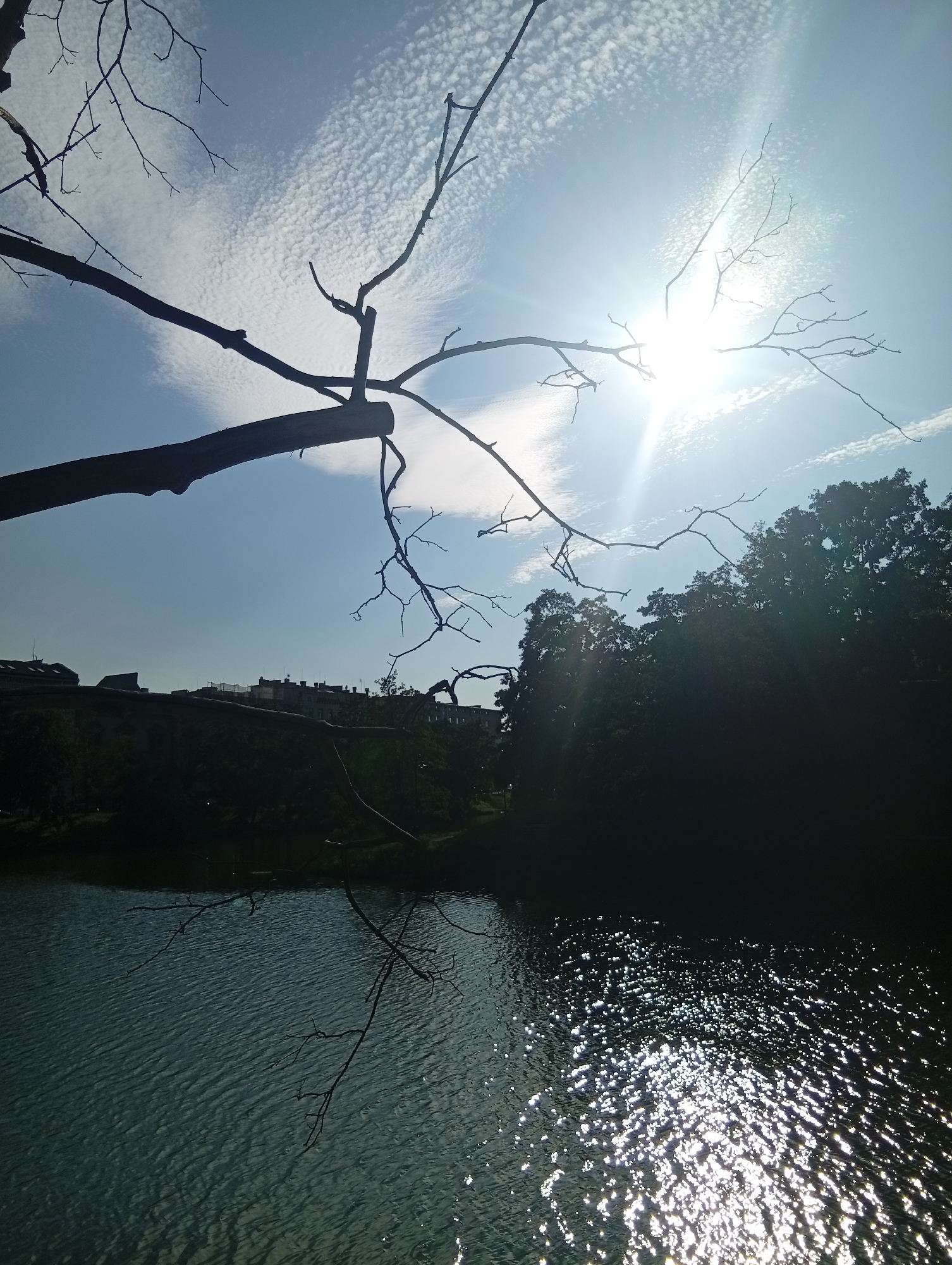 The image depicts a sun-drenched sky with wispy clouds, with a bright sun positioned high and to the right, casting lens flare. Silhouetted tree branches, some thick and others thin and twiggy, dominate the upper left and center of the frame, extending across the sky. Below the sky, a dark, undulating silhouette of trees and buildings forms the horizon line. The trees are dense and dark, obscuring any details within them. The buildings appear to be a mix of historical and modern architecture, with pitched roofs and windows visible. In the foreground, a body of water with rippling surfaces reflects the light, creating a shimmering effect. The overall scene suggests a natural landscape within or bordering an urban environment, possibly a park or waterfront area in Wrocław, Poland. There are no people or discernible animals in the image.