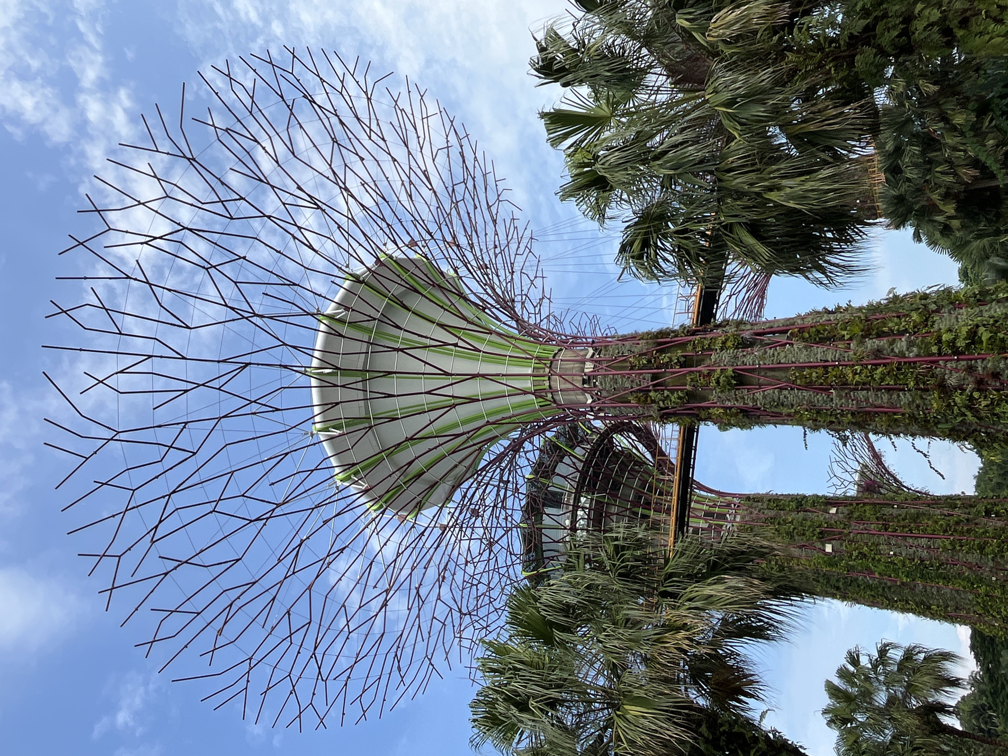 The image shows the Supertree Grove at Gardens by the Bay in Singapore. The iconic vertical gardens, or Supertrees, are a prominent feature, with their tree-like structures covered in lush greenery and supported by a metal framework. The central Supertree in the foreground is tall and slender, its trunk wrapped in plants, and its canopy a large, umbrella-like structure. Smaller Supertrees are visible in the background, connected by elevated walkways. Palm trees surround the Supertrees, their fronds fanning out against a clear blue sky dotted with white clouds. The overall scene depicts a futuristic and verdant urban landscape, showcasing a unique blend of nature and architecture.