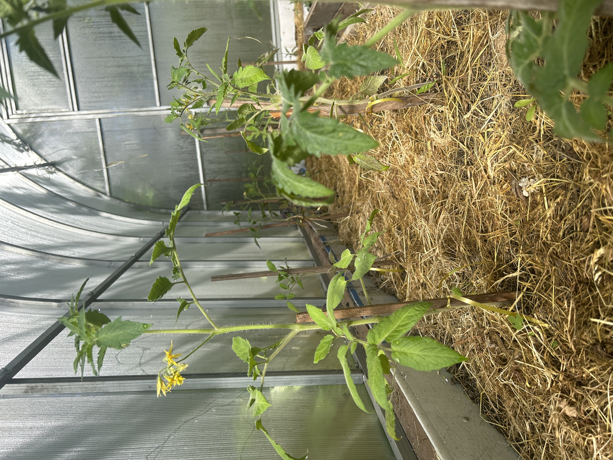 The image shows a greenhouse in the city of Leningradskaya, Russia. Inside the greenhouse, several tomato plants are growing in raised beds that are covered with straw mulch. The plants are young and some have small yellow flowers. Wooden stakes are used to support the plants. The greenhouse has a transparent, curved roof and walls, and sunlight is filtering through, casting shadows. The environment appears to be dry, with straw providing ground cover. There are no people or animals visible in the image.