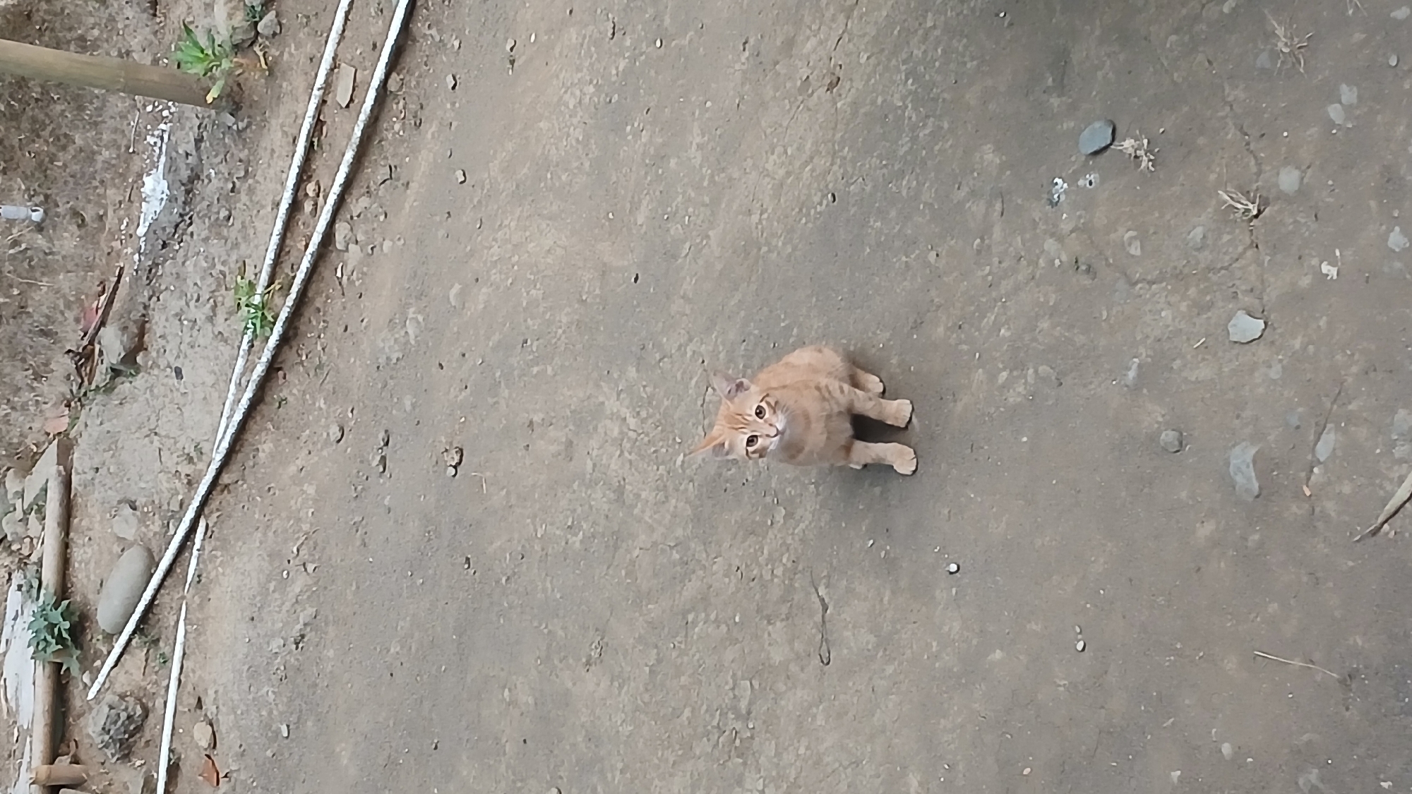 An orange tabby kitten sits on a dirt path. The kitten is facing forward with its front paws tucked beneath its chest. Its ears are perked up, and its eyes are wide open, looking directly at the camera. The background shows a patch of dry earth with some scattered rocks and debris, and two white pipes running diagonally across the scene. The overall environment appears to be an outdoor area, possibly a rural or semi-urban setting, consistent with locations in Sampang, Indonesia.