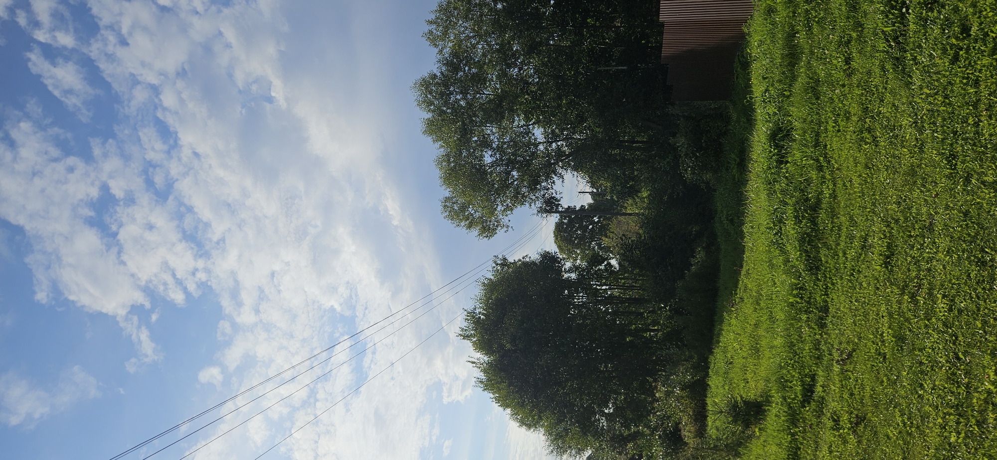 The image depicts a landscape scene in Мазалаўскі сельскі Савет, Belarus, under a bright blue sky with scattered white clouds. A lush green grassy field occupies the foreground, with some variations in grass height and the presence of small plants. In the mid-ground, a dense line of various trees and bushes forms a natural barrier. Several dark power lines are visible stretching diagonally across the upper left portion of the frame. A tall, dark brown fence with vertical planks runs along the right edge of the mid-ground. The overall impression is of a rural or semi-rural environment.