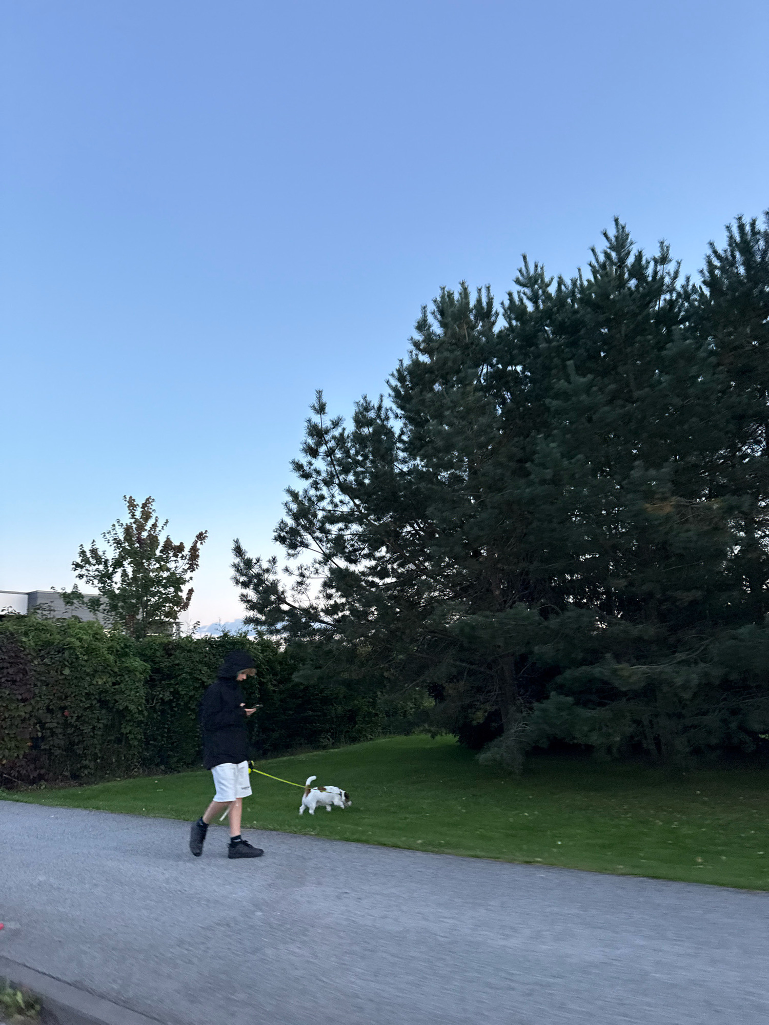 In Alliku, Estonia, a person wearing a black hooded jacket and white shorts walks on a paved path with a small white dog on a yellow leash. The person is looking at their phone. The dog is positioned to the right of the person, sniffing the grass. The environment consists of a well-maintained lawn, a line of dark green coniferous trees on the right, and a hedge on the left. A building is partially visible behind the hedge on the far left. The sky is a clear, light blue, indicating it is daytime, likely late afternoon or early evening given the lighting. The paved path shows a slight blur, suggesting movement or a slight tilt in the camera.