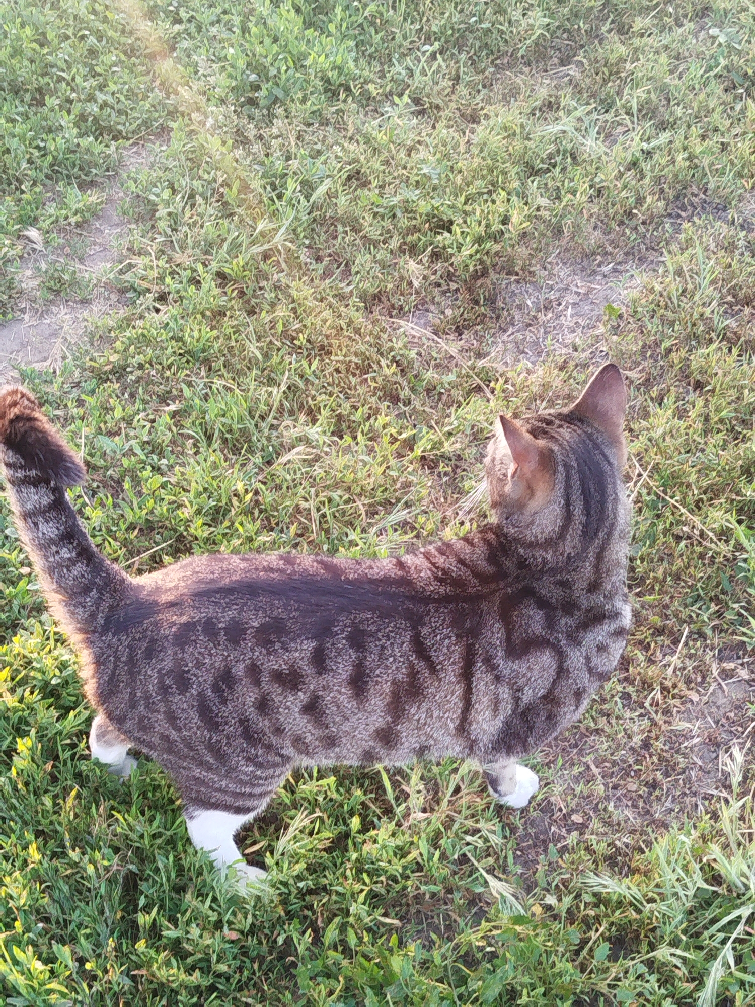 A domestic short-haired tabby cat, displaying a brown and grey striped and spotted coat pattern, is captured from an elevated perspective, standing on a ground surface predominantly covered with green grass and interspersed patches of bare soil. The cat is oriented with its back towards the camera, its head slightly turned to its right, looking towards the upper right of the frame. Its rear paws and portions of its front paws are white. Direct sunlight, appearing to emanate from the upper left, casts a bright sheen on the cat's left flank and the surrounding vegetation. No other subjects or objects are visible. The scene is located in Ustyvytsia, Ukraine.