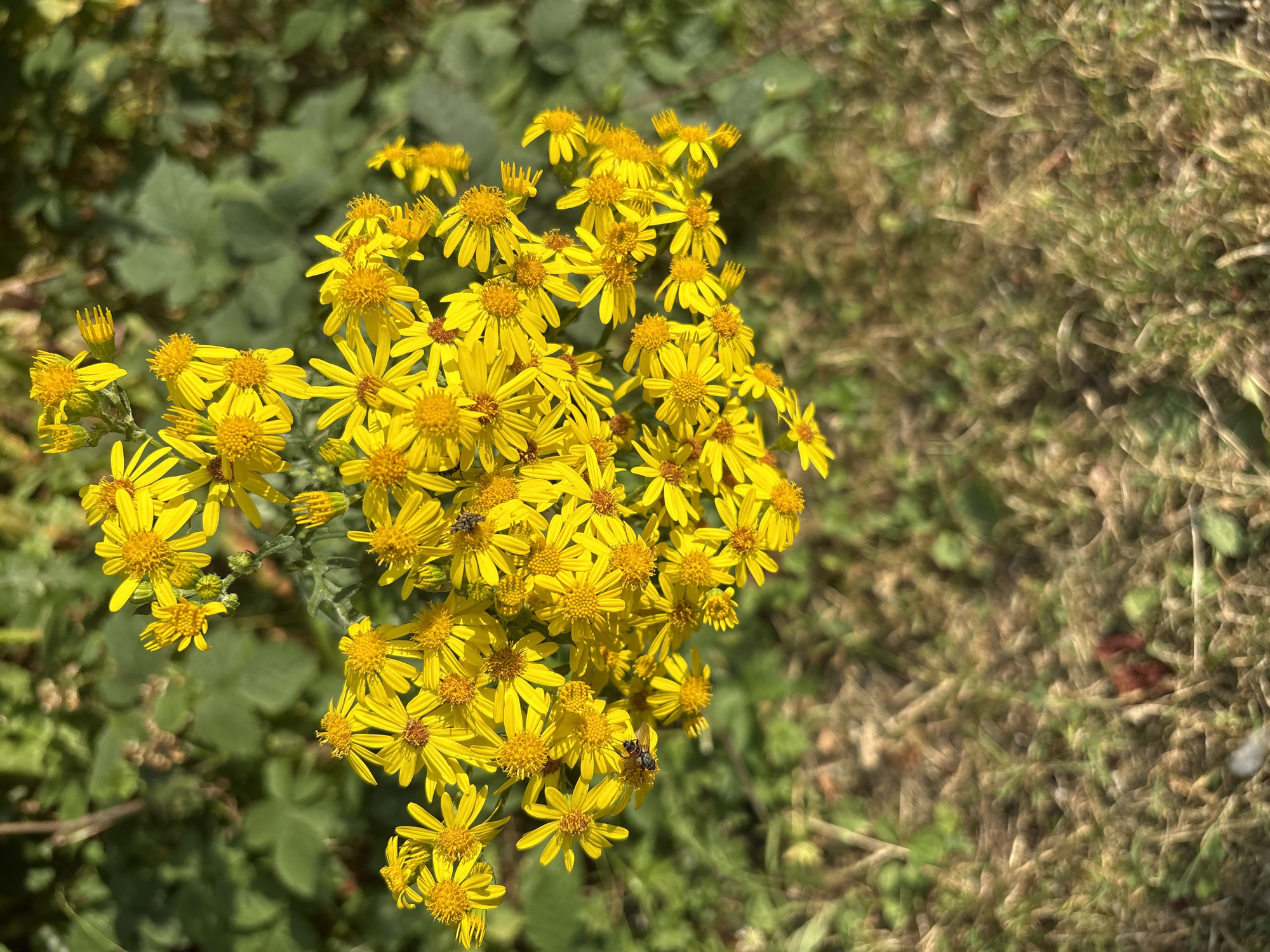 A close-up, high-angle shot captures a cluster of bright yellow wildflowers with many small, daisy-like petals and yellow centers. Two small, dark insects, appearing to be bees or flies, are visible on separate flowers, one in the upper right quadrant and the other in the lower left quadrant of the main cluster. The flowers are densely packed, with some buds visible at the top.
The background transitions from green foliage on the left to a blurry, dry, brown and green grassy area below. The lighting suggests it is a sunny day, casting subtle shadows and highlighting the vibrant yellow of the blossoms.
This image was captured in Chelmsford, United Kingdom, at an outdoor location characterized by natural vegetation. The scene is devoid of any human presence or man-made structures.