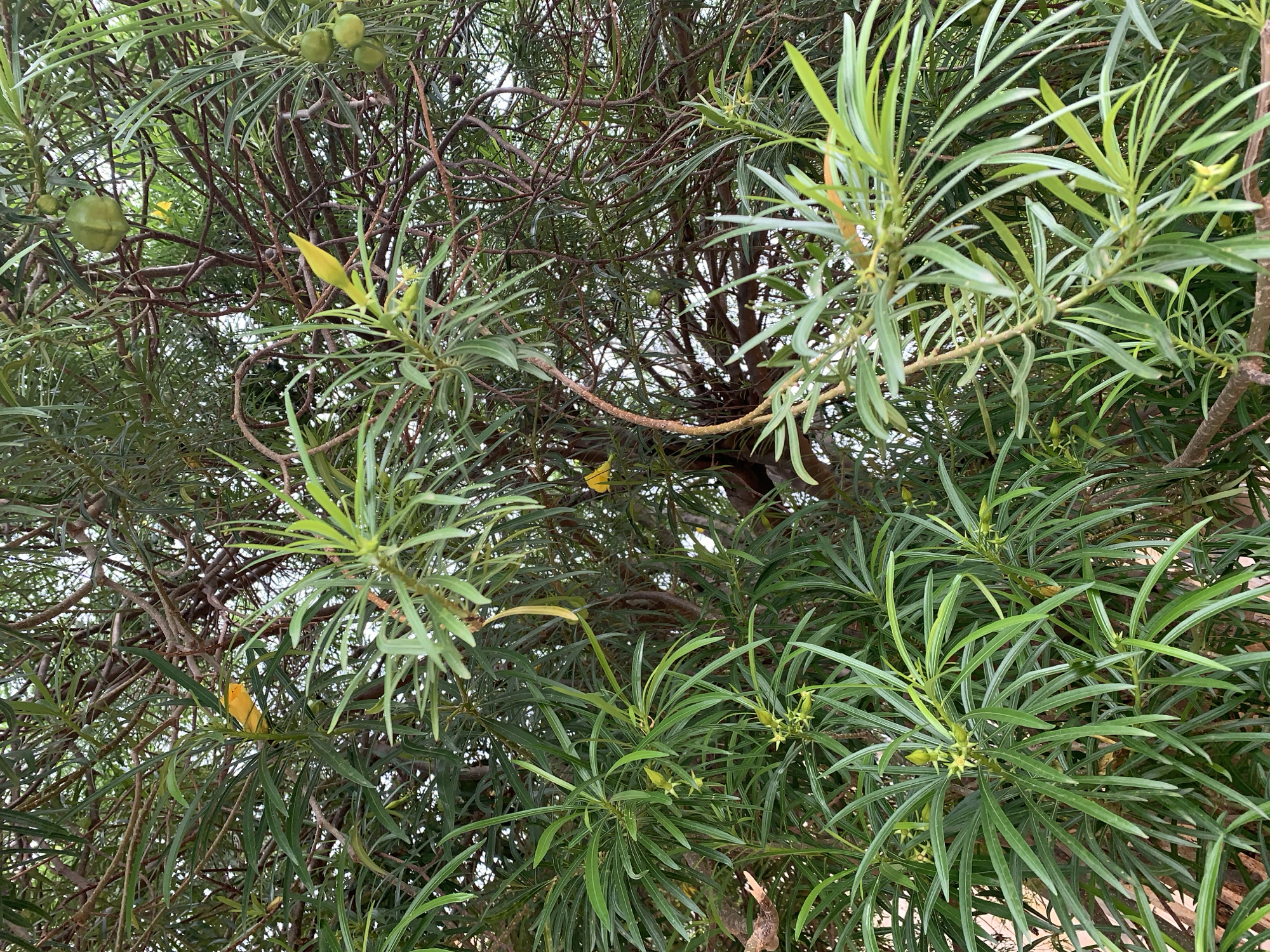 The image displays a dense canopy of a tree or large shrub, viewed from below. Numerous long, narrow, light to medium green leaves are prominent, forming a vibrant and intricate pattern. These leaves are typically arranged in clusters or whorls along the brown, intertwined branches and twigs, which are visible through the foliage.
Several light green, spherical to ovoid fruits are scattered among the leaves, notably in the upper left and center-left portions of the image. These fruits appear slightly ribbed or textured and are present individually or in small clusters. Additionally, small, elongated, yellow flower buds are visible throughout the plant, with some exhibiting a distinct star-shaped or pointed appearance, particularly towards the bottom right and center. The plant's morphology, including its leaves, fruits, and buds, strongly resembles *Cascabela thevetia*, commonly known as Yellow Oleander.
The lighting suggests bright, diffused daylight filtering through the leaves, indicating daytime conditions without harsh shadows. The scene is a static botanical observation, showing no signs of human activity or specific weather events. The tropical characteristics of the plant are consistent with the provided location context of Rafin Par, Nigeria. There is no visible text in the image.