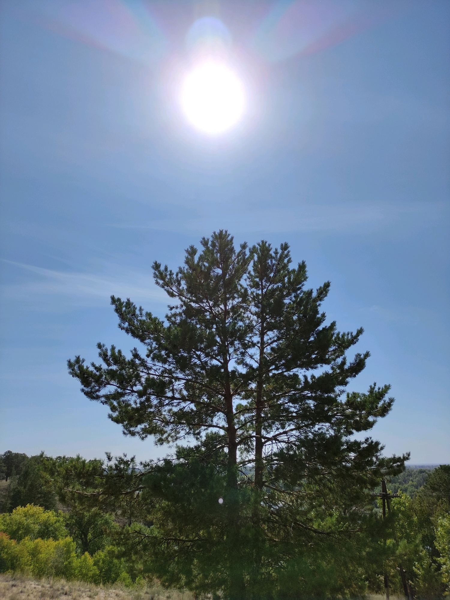 The image depicts a bright, sunny day with the sun prominently featured in the upper portion of the frame, casting a lens flare. In the foreground, a large evergreen tree with dark green needles stands against a clear blue sky. Below the tree, a dense forest with varying shades of green foliage stretches across the landscape. A faint hint of distant hills or a valley can be seen beyond the trees. The ground in the lower foreground appears to be dry grass and brush. The location is identified as Glukhovo village district, Kazakhstan. There are no people or specific actions evident in the image.