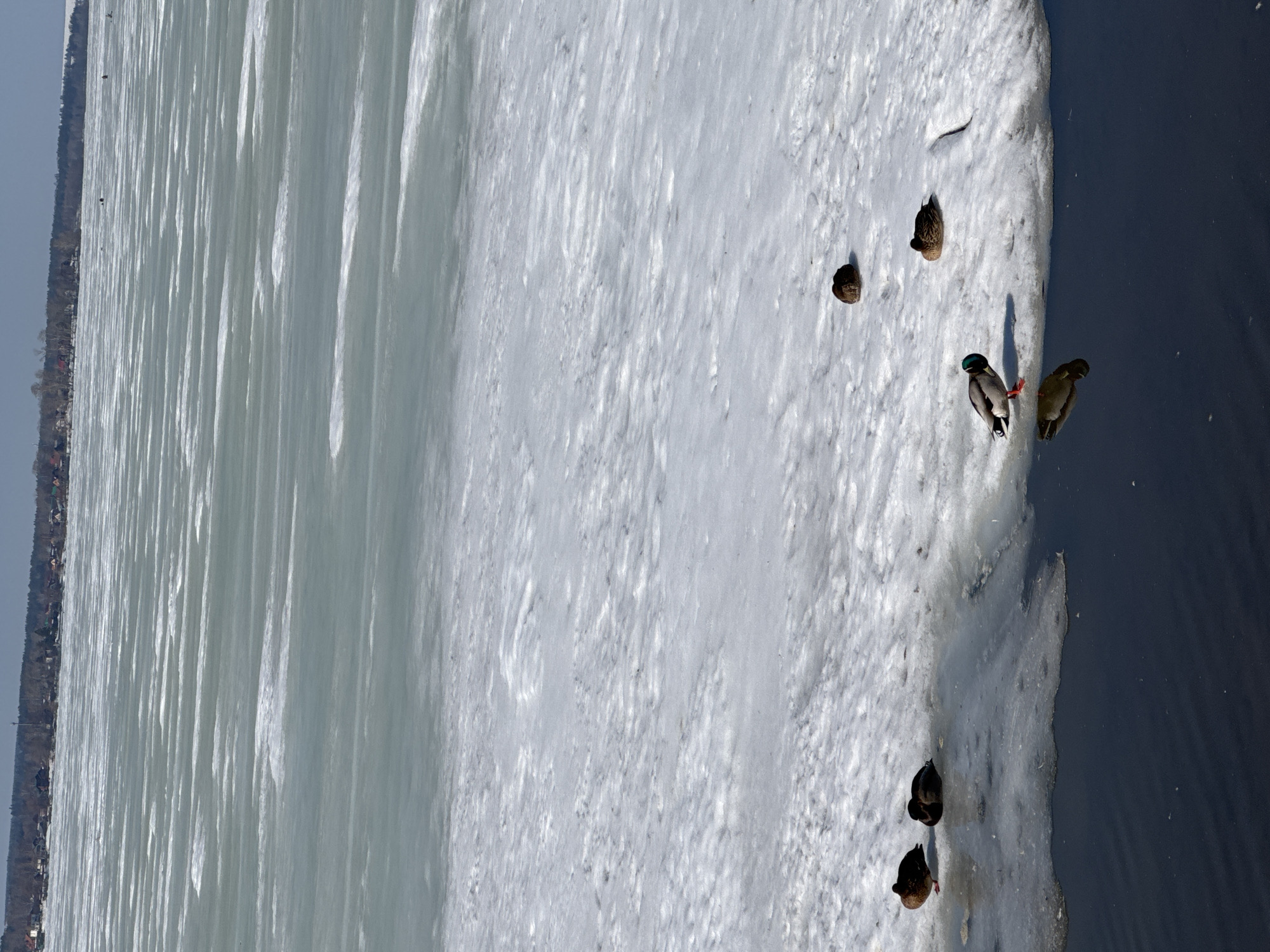 The image depicts a winter scene at a body of water in Votkinsk, Russia. A large, partially frozen body of water extends into the distance with a tree-lined shore on the left. A sheet of ice or snow-covered bank is on the right side of the image. Several ducks are standing on this snow or ice bank, near the edge of the open water. There are two ducks standing near the water edge with their shadows cast onto the ice, a single duck a few feet above the others, and two ducks resting in the lower corner of the ice sheet.