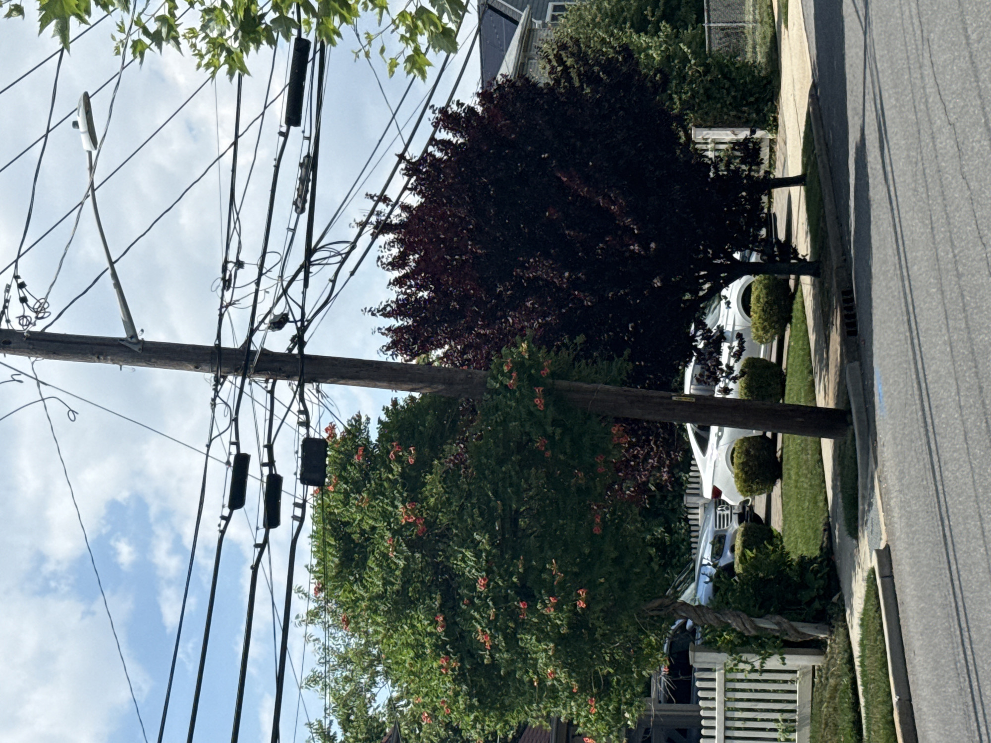 The image shows a residential street in Bellmore, United States of America. A wooden utility pole with numerous wires and a street light is prominent in the foreground, slightly off-center to the right. Two trees stand on either side of the pole; one is a leafy green tree with clusters of red-orange flowers, and the other is a darker, purplish-red tree with denser foliage. Behind the trees, a white picket fence runs along the edge of a property. A silver SUV and a white car are parked in the driveway beyond the fence, with manicured green lawns and bushes visible. The sky is partly cloudy with a bright blue background. The street in the foreground is asphalt, with a curb and sidewalk.