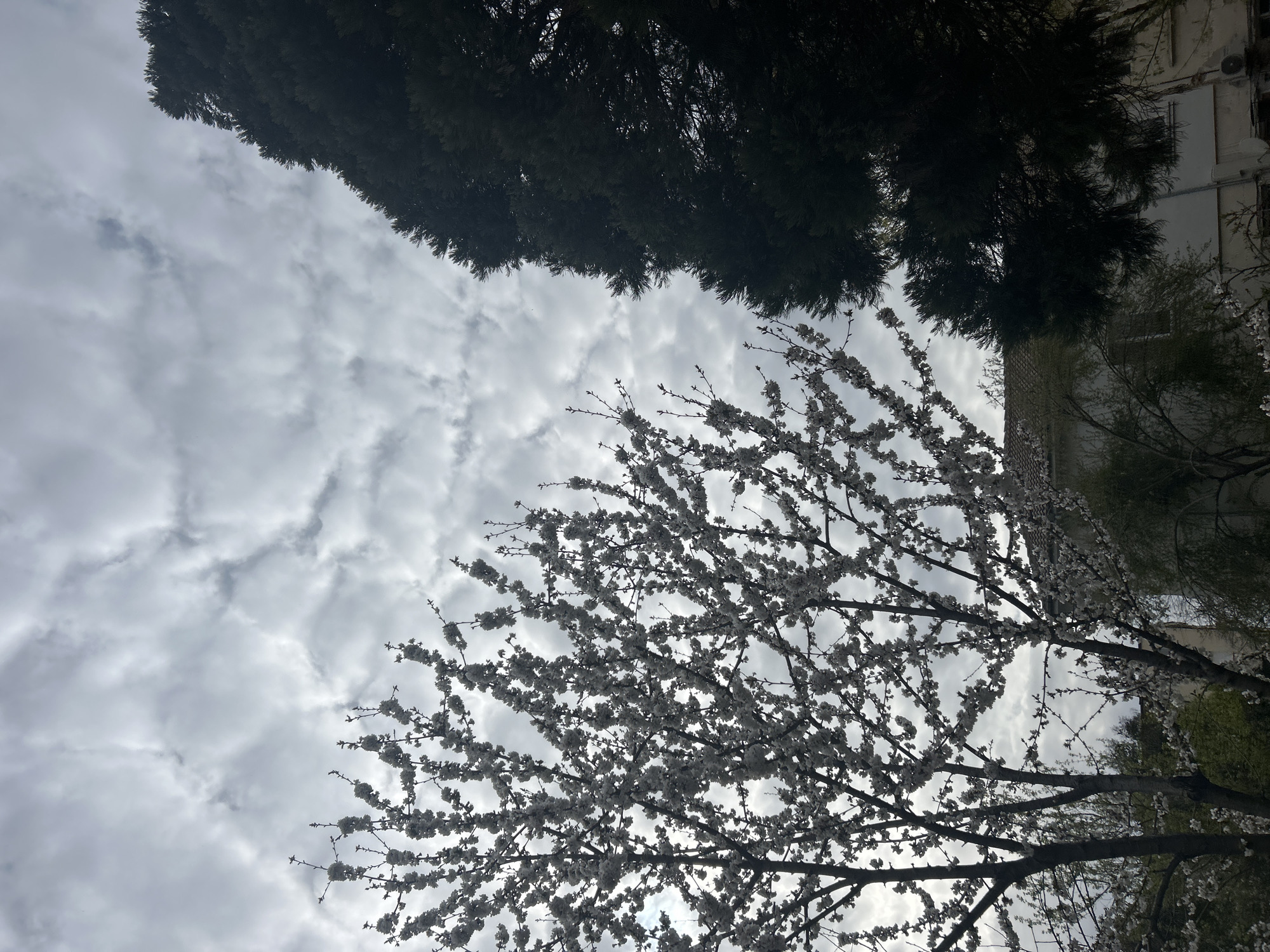 The image is a view looking up at the sky, which is covered with a layer of gray clouds. The tops of trees, including one in bloom with small white blossoms, border the sky in the image. The edge of a building is visible on the right side of the shot. The specific location in the city of Zlatograd, Bulgaria, cannot be determined based on the image alone. No people or interactions are visible.