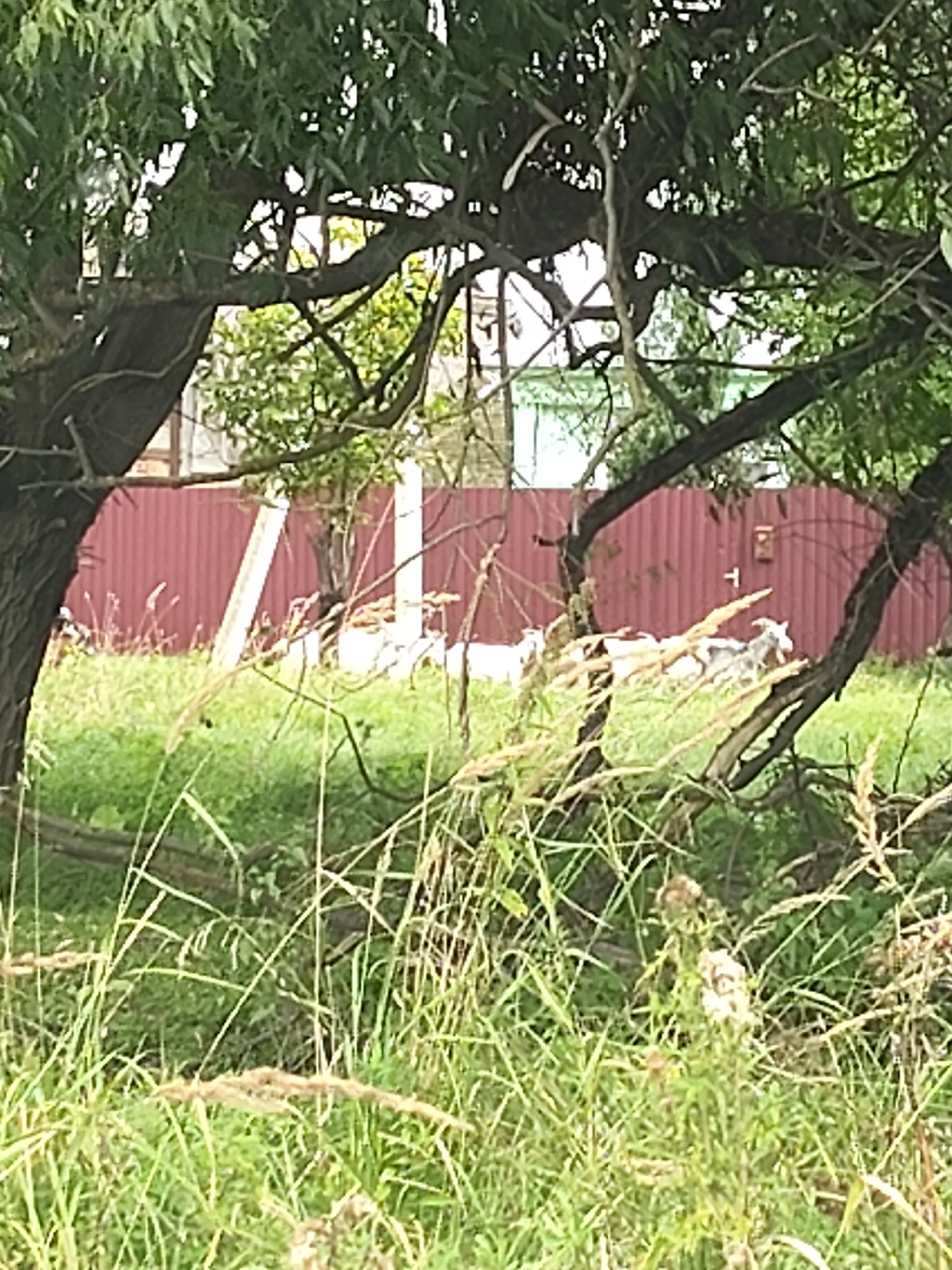 The image depicts a rural or semi-rural outdoor scene, likely in Венюково, Russia, characterized by dense vegetation and a reddish-brown corrugated metal fence. In the foreground, tall, dry grass and leafy plants are prominent, obscuring much of the lower portion of the frame. A large, dark tree trunk dominates the left side of the image, with its branches extending across the frame, creating a dappled effect of light and shadow.
Behind the fence, which appears to demarcate a property line, there are glimpses of what might be a building with white elements. To the right of the fence, a group of goats is visible grazing in a grassy area. One goat, grey and white with horns, is particularly noticeable, facing towards the right of the frame. Other white goats are partially obscured. The overall atmosphere suggests a natural, possibly agricultural setting.