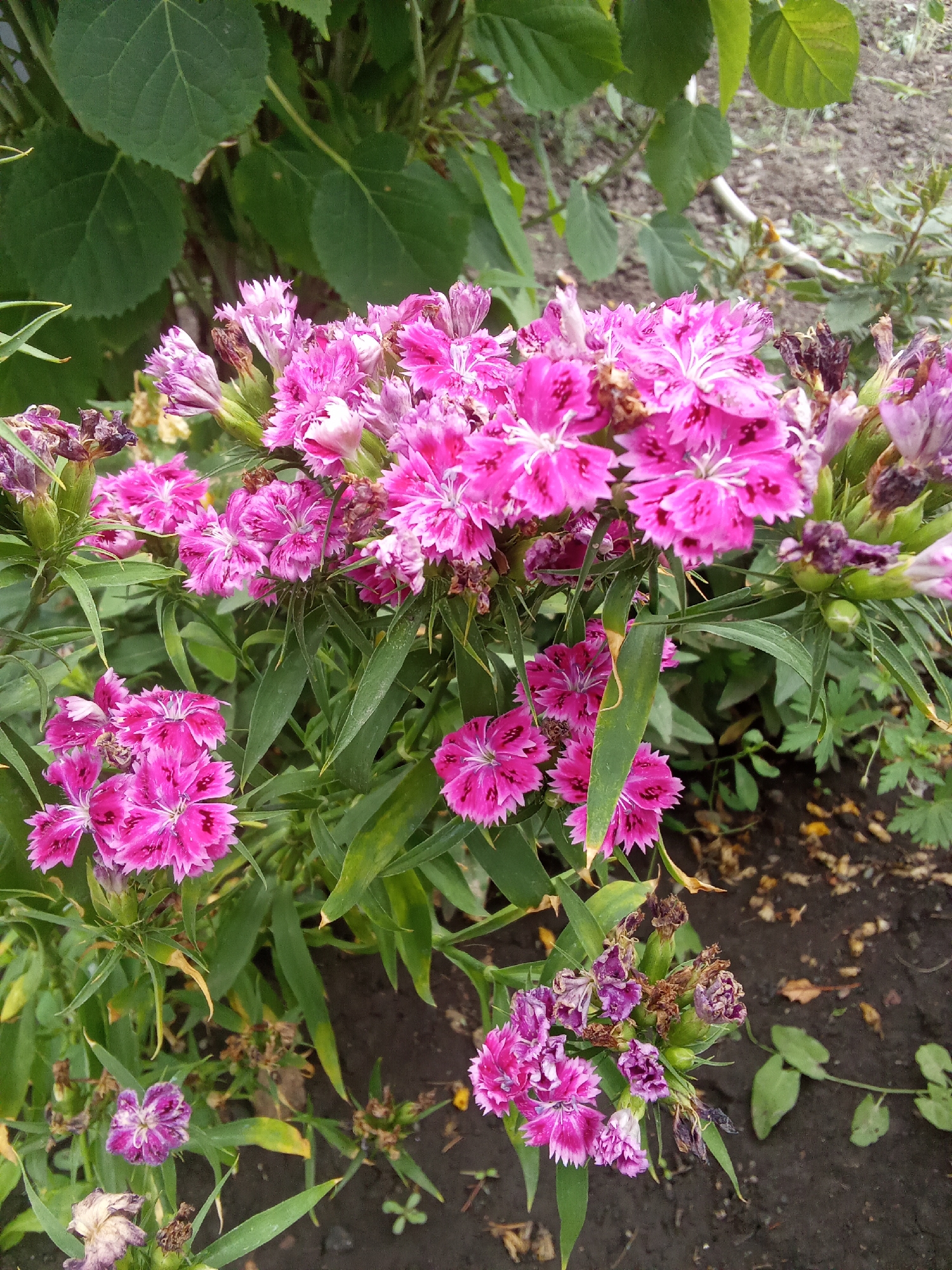 In Altai, Kazakhstan, a close-up, eye-level shot captures a cluster of vibrant pink dianthus flowers in a garden setting. The flowers, some in full bloom and others in various stages of wilting, display intricate, serrated petals with deep pink and white patterns. Green, slender leaves and stems provide a backdrop for the blossoms. The ground beneath is dark, moist soil, with scattered fallen leaves and some small green plants. In the background, larger green leaves of another plant and a blurred gray-brown area suggest the presence of more garden elements, possibly a path or more soil. The lighting is natural, creating soft shadows and highlighting the textures of the flowers and foliage.