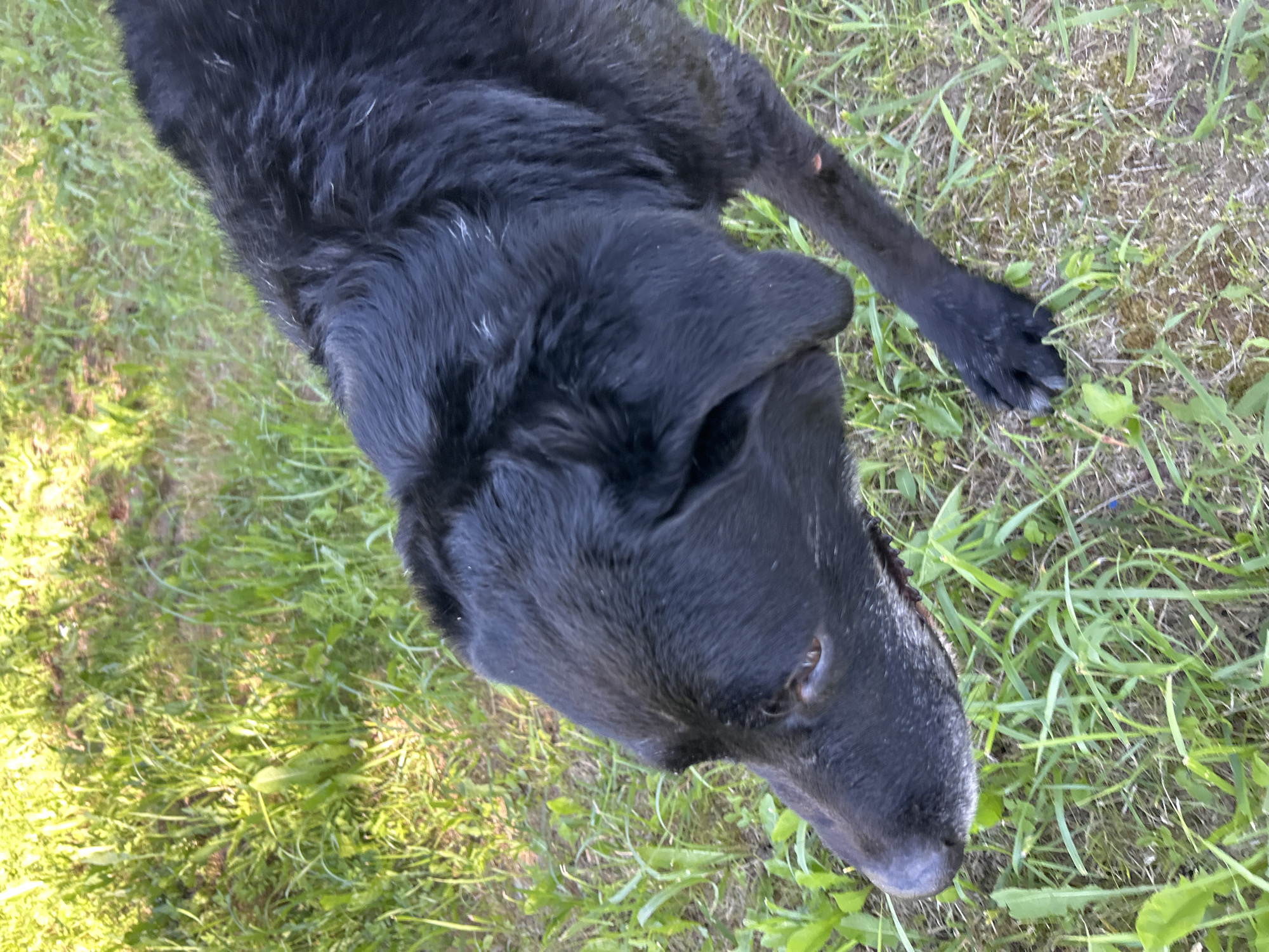 A black dog is standing on a grassy area in Слава Снт, Russia. The dog is facing to the left of the frame, with its head lowered. Its fur is dark and appears slightly matted in places. The dog's eyes are visible and appear brown. Its nose is black and wet. The dog's paws are also visible, with its front left paw extended slightly forward. The grass is green and appears to be in a natural, unmanicured state. Sunlight is casting shadows on the grass, suggesting it is daytime. There is no indication of any human presence or other animals in the frame. The overall scene is that of a dog in a natural outdoor environment.