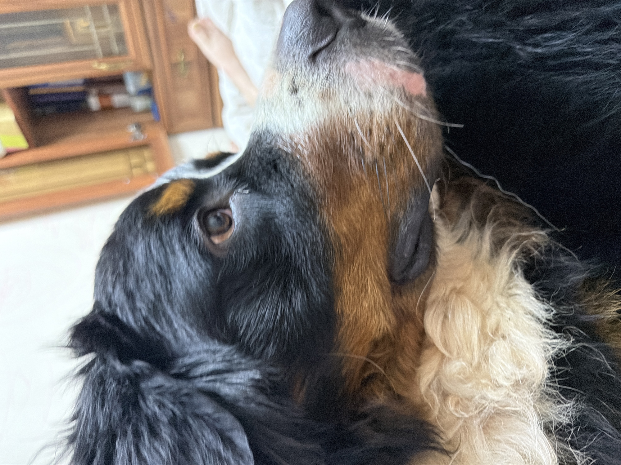 The image is a close-up, low-angle shot of a Bernese Mountain Dog lying down. The dog's head is prominently featured, with its gaze directed upwards and slightly to the left. The dog has distinctive black, white, and tan markings on its fur. Its eye is visible, and its muzzle and whiskers are also clear. The dog appears relaxed.
The background is blurred but suggests an indoor setting. To the left of the dog, a wooden cabinet with glass doors is visible, containing various items. Further to the left, a portion of a person's bare foot and leg can be seen, resting on a white surface, possibly a bed or sofa. The overall lighting suggests daytime. The scene is domestic and likely a home environment in Nakhabino, Russia. There is no visible text in the image.