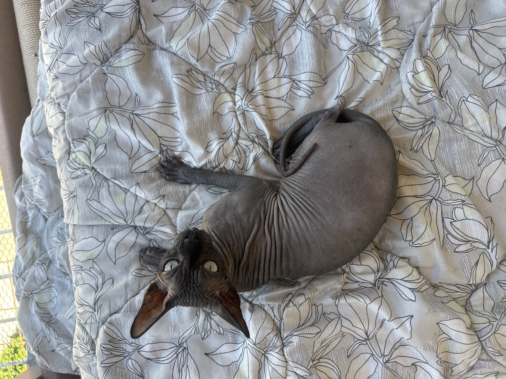 A charcoal grey Sphynx cat is depicted lying on its back, curled into a compact form, on a quilted bed comforter. The cat exhibits prominent skin wrinkles across its body and face, with large, erect pointed ears and wide, light green eyes directed upwards towards the viewer. One front paw is visible near its head, and its tail is curled alongside its hindquarters. The comforter is light-colored, patterned with black outline drawings of leaves and floral motifs, accented with subtle light green details. The bedding is slightly rumpled around the cat's form. In the background, above the comforter, a segment of a light brown, textured surface, possibly a headboard or furniture, is visible. Beyond this, an outdoor scene is partially visible through a light-colored mesh or chicken wire fence, revealing green foliage under natural daylight. The scene is located in the city of Budva, Montenegro.