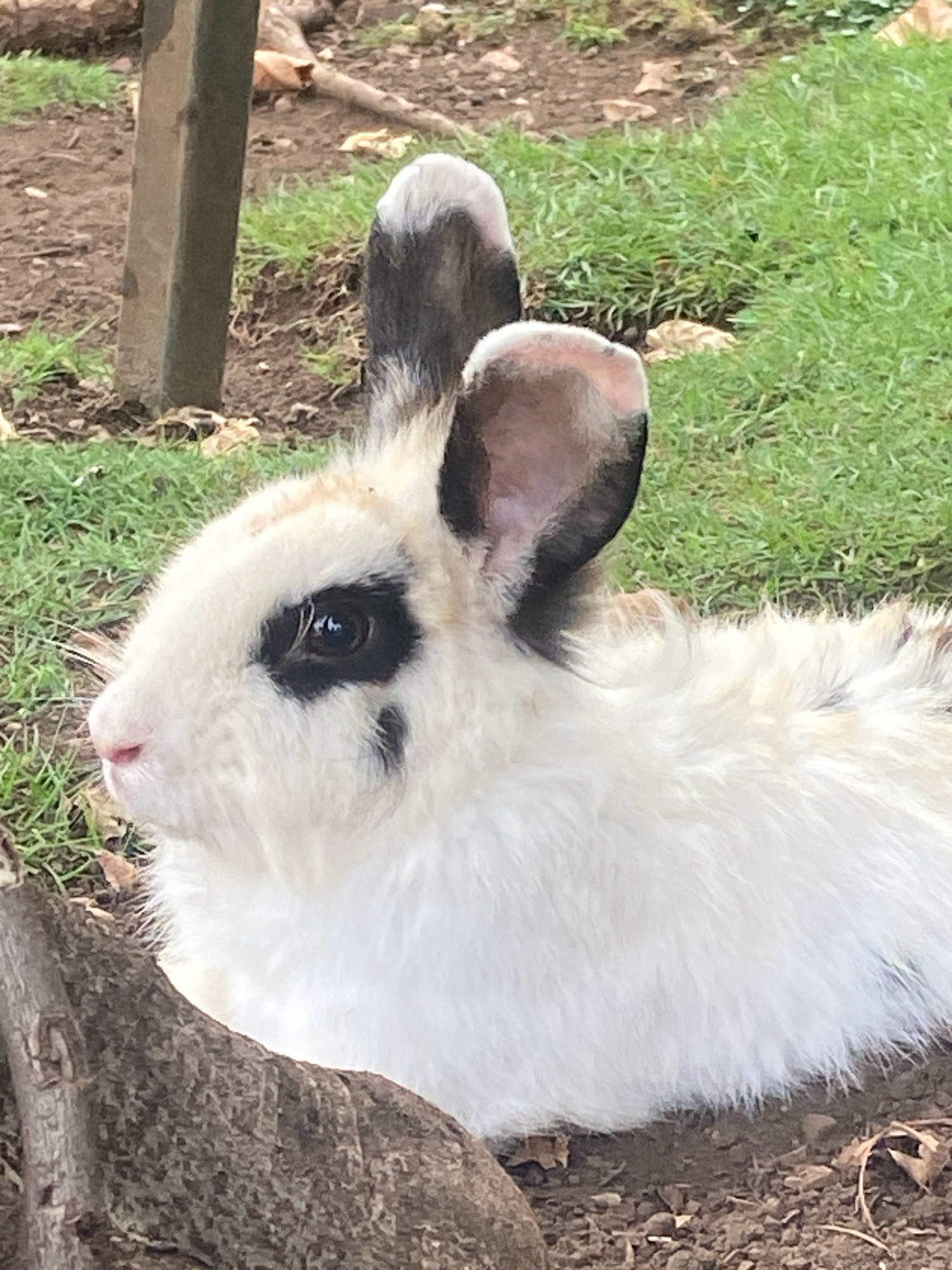 A close-up, eye-level, medium shot shows a fluffy white rabbit with black markings around its eyes and on its ears, resting outdoors. The rabbit is positioned on the right side of the frame, facing left, with its head slightly tilted. Its fur appears soft and dense. Behind the rabbit, the ground is a mix of dark soil and sparse green grass. A weathered wooden post stands vertically in the background, to the left of the rabbit. A rough, textured piece of wood or bark is in the foreground, partially obscuring the rabbit's lower body. The lighting suggests an overcast day. There are no people or other animals visible. The scene is likely set in a garden or natural outdoor area.