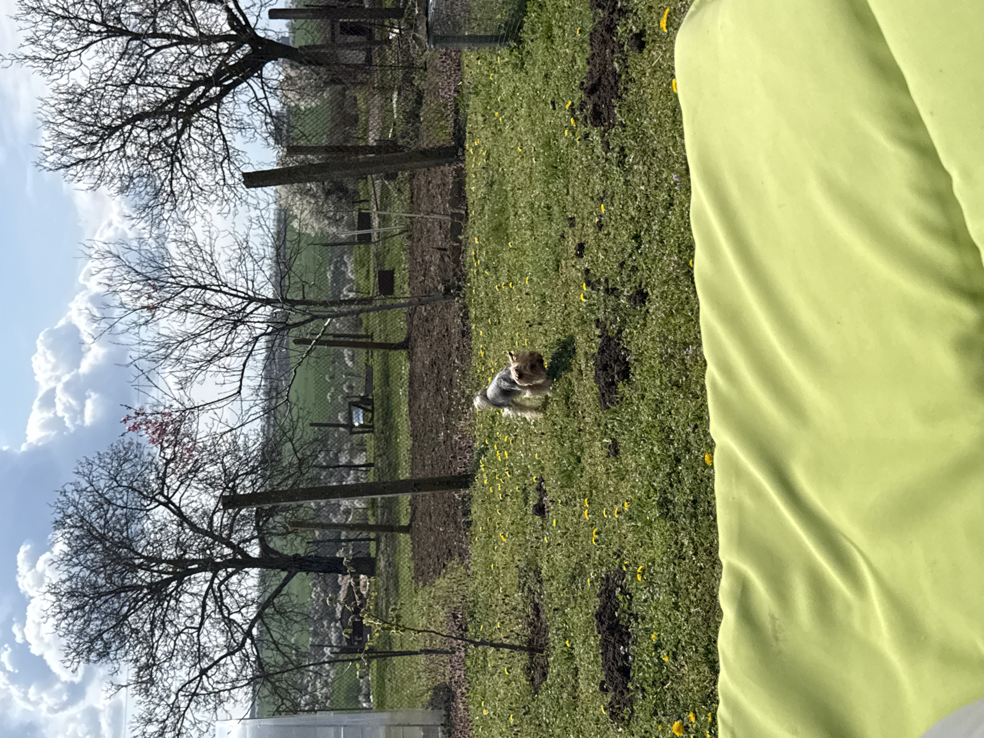 A dog is standing in a grassy field dotted with yellow flowers. The field is enclosed by a fence and some trees with bare branches. A green garment is visible in the foreground on the right. The sky is partly cloudy. The location is Lipnik, Bulgaria.