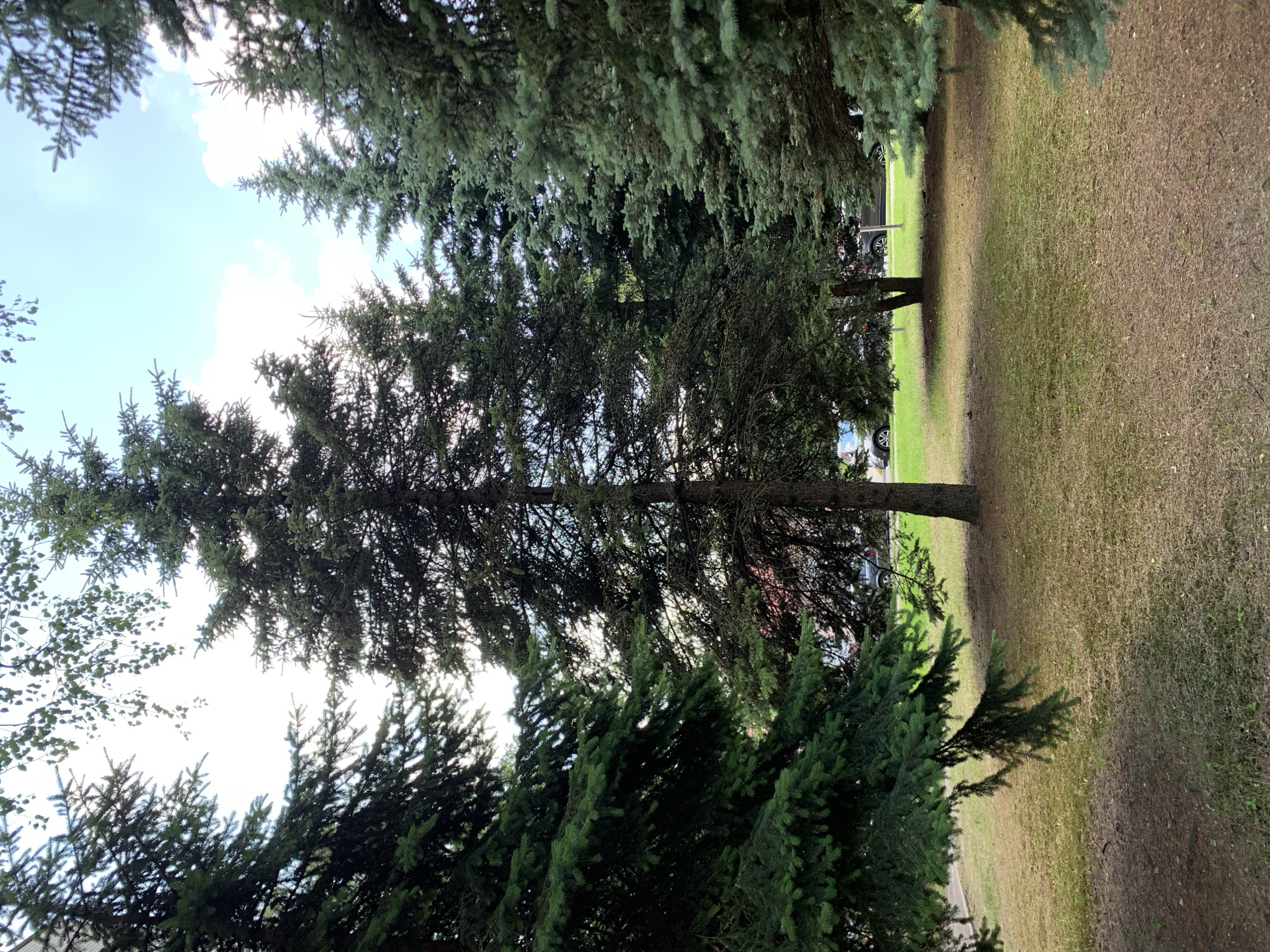 A medium-shot image captures a cluster of evergreen trees with lush green foliage on a sunny day. The trees are dense and tall, with a central, dominant tree standing out. The ground beneath is covered in dry, light brown grass, indicating a possible dry spell or a lawn in need of watering. In the background, through the gaps in the trees, a street with several cars is visible. The sky above is a bright blue with scattered white clouds, suggesting fair weather. The scene appears to be an outdoor area within a city, possibly a park or residential neighborhood.
