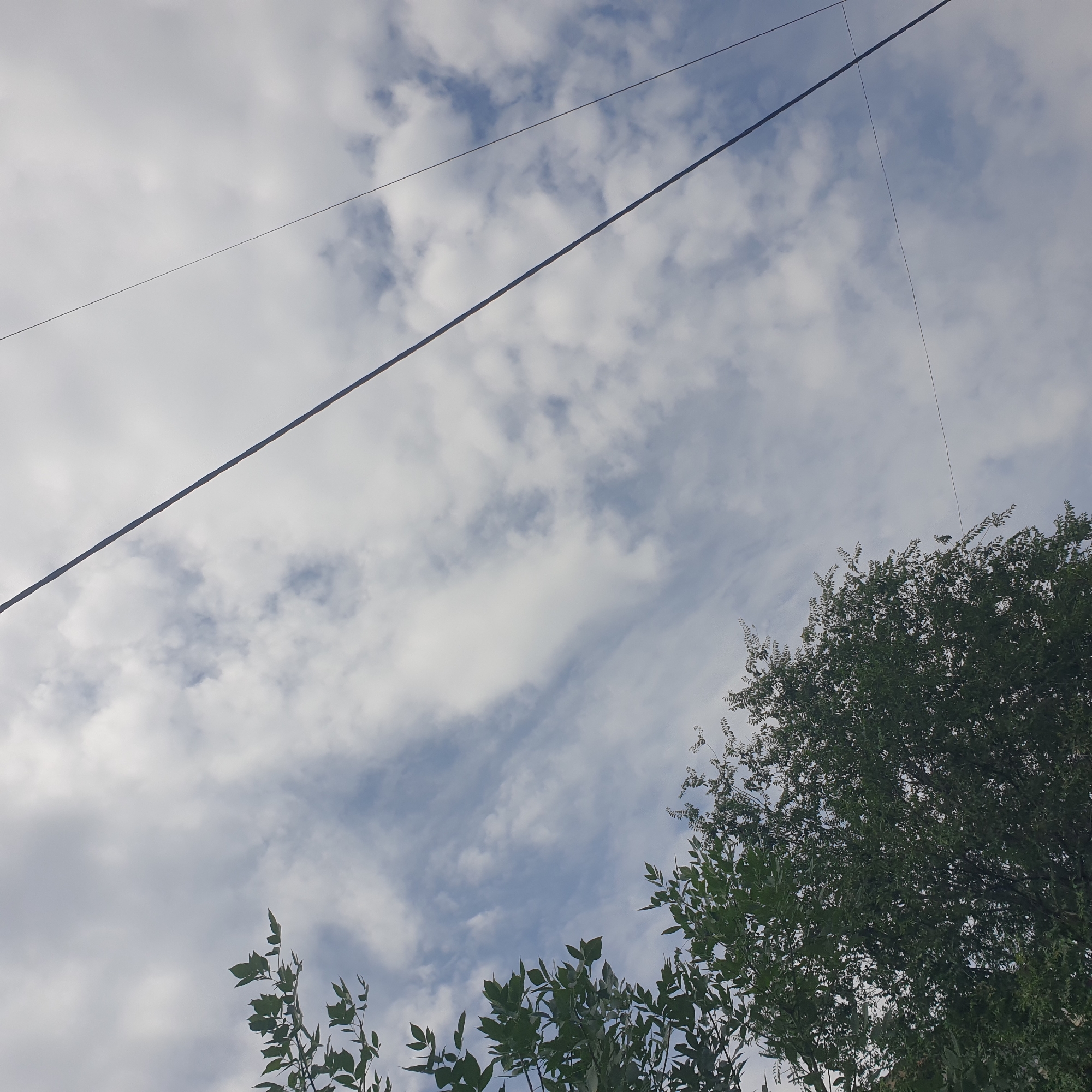 This is a low-angle, outdoor shot of a cloudy sky with tree branches in the foreground and utility wires crossing the frame. The clouds are white and fluffy, with patches of blue sky visible through them. The tree branches are green and leafy, and they are on the left and bottom of the image. The utility wires are dark and thin, and they are stretched across the sky. The image appears to have been taken in Shymkent, Kazakhstan.