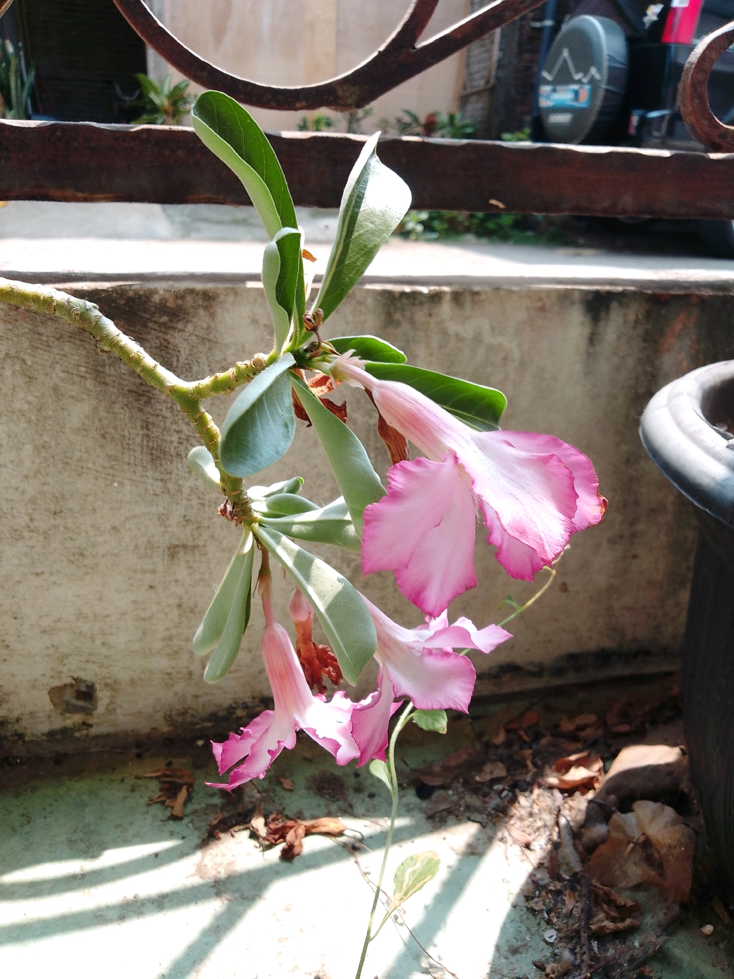 The image shows a close-up of pink desert rose flowers blooming on a branch. The flowers have delicate, ruffled petals that fade from a deep pink at the edges to white in the center. Several leaves, a light green, are clustered around the flowers. The branch is rough and textured, with a light brown, woody appearance.
In the background, a weathered concrete wall is visible, with some dark staining and discoloration. A rusty metal railing runs horizontally across the top of the frame. To the right, a portion of a black plastic pot is present. The ground beneath the plant is a light green surface, strewn with fallen brown leaves and twigs. Shadows from the railing create distinct linear patterns on the ground. The scene appears to be an outdoor environment, possibly a garden or patio area. The image was captured in Cikal, Indonesia.
