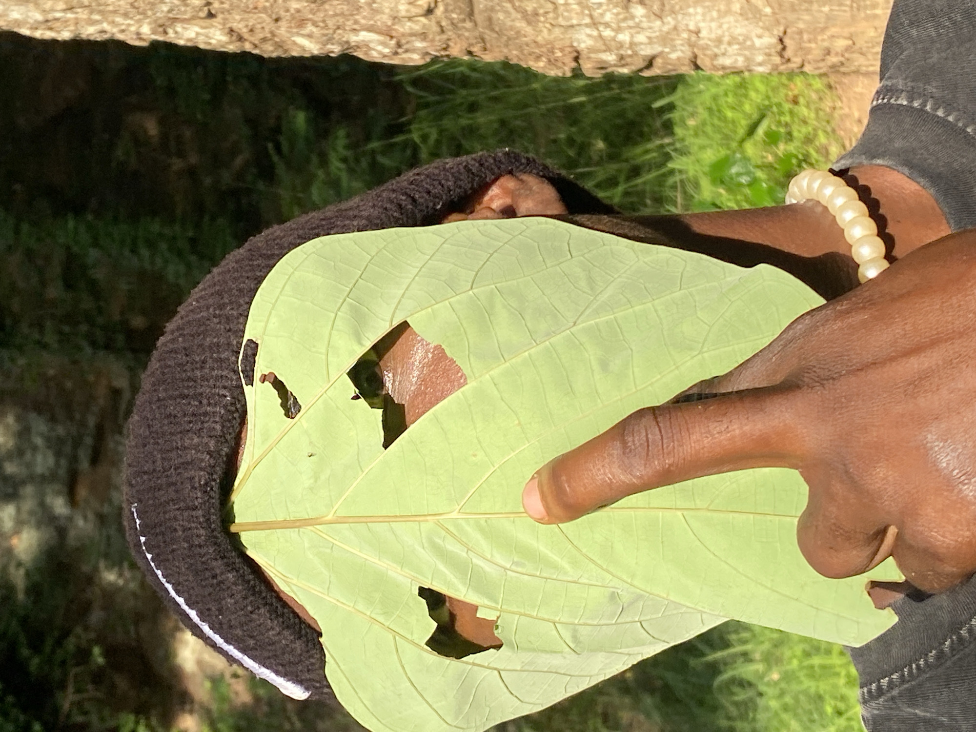An individual, whose face is obscured by a large, light green leaf with two irregularly shaped holes, is positioned in what appears to be an outdoor environment. The leaf covers the individual's face, with one hole revealing an eye and part of the nose, and another hole showing a portion of the forehead. A hand with dark skin is holding the leaf, with a finger extended and touching the leaf near the right edge. The individual is wearing a dark beanie with a white stripe running across the brim, and a white beaded necklace. The background consists of blurred green foliage, suggesting a natural setting. The presence of a tree trunk on the right side of the image further supports this outdoor environment. The lighting indicates it is daytime, with sunlight casting shadows. The scene is likely located in Abakaliki, Nigeria, as per the prompt's instruction.