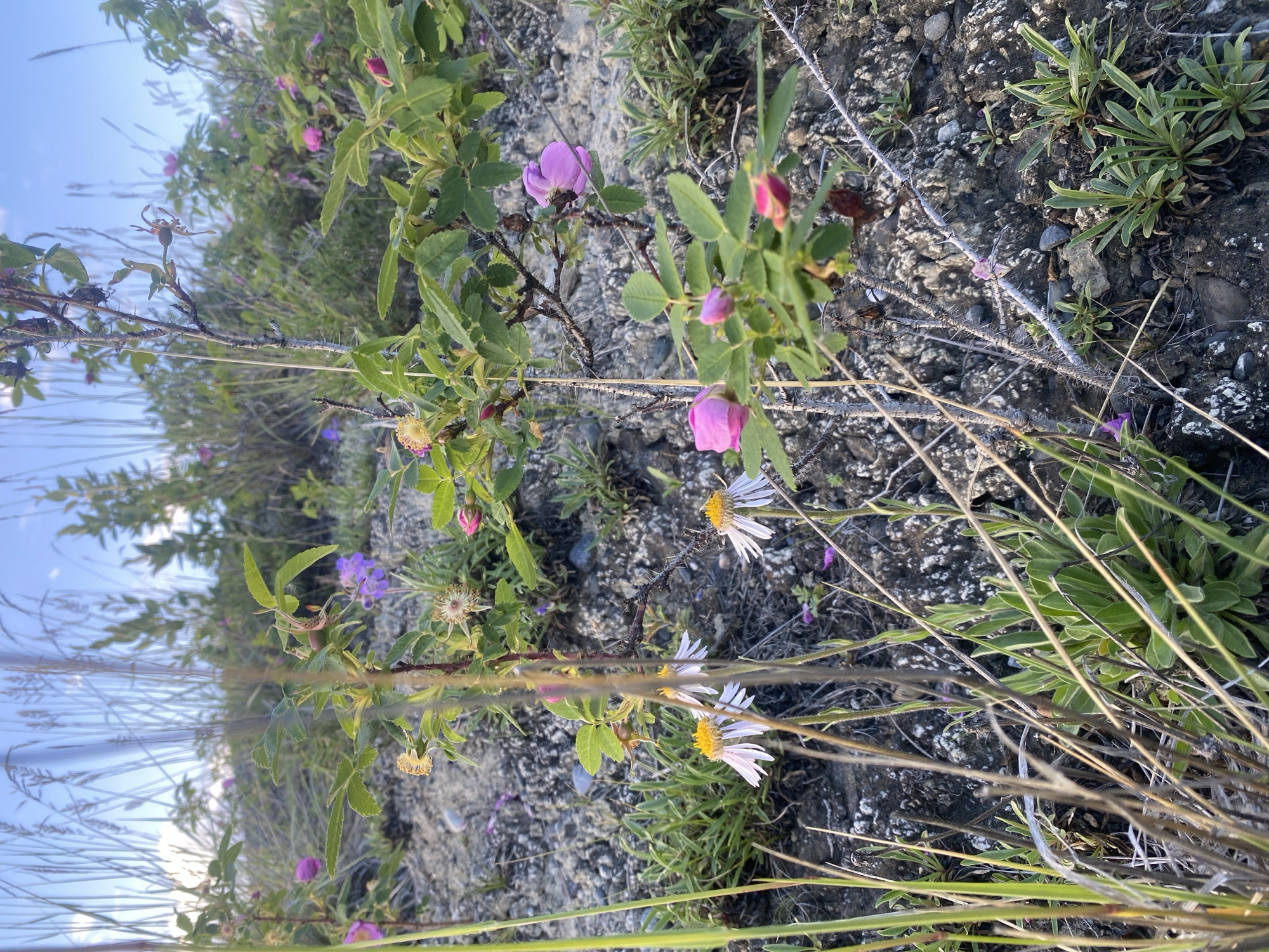 This image depicts a close-up view of a hillside in Haines Junction, Canada, characterized by rocky terrain and sparse vegetation. The foreground is dominated by various plants, including tall, dry grasses that create a sense of movement and texture. Among these, several delicate white flowers with yellow centers are visible, their petals slightly wilted.
Further into the scene, a wild rose bush is prominent, displaying lush green leaves and several pink blossoms in various stages of bloom, from tightly furled buds to fully open flowers. Some of the rose hips are also visible, suggesting the progression of the plant's life cycle. Smaller clusters of green plants with narrow leaves grow in patches on the rocky ground.
In the background, more of the hillside is visible, with a mix of grasses, shrubs, and occasional purple wildflowers scattered throughout. The sky above is a pale blue with hints of white clouds, and the lighting suggests it is either early morning or late afternoon, casting a soft glow on the landscape. The overall impression is one of a natural, untamed environment, typical of the Yukon Territory. There are no people or animals present in the image.